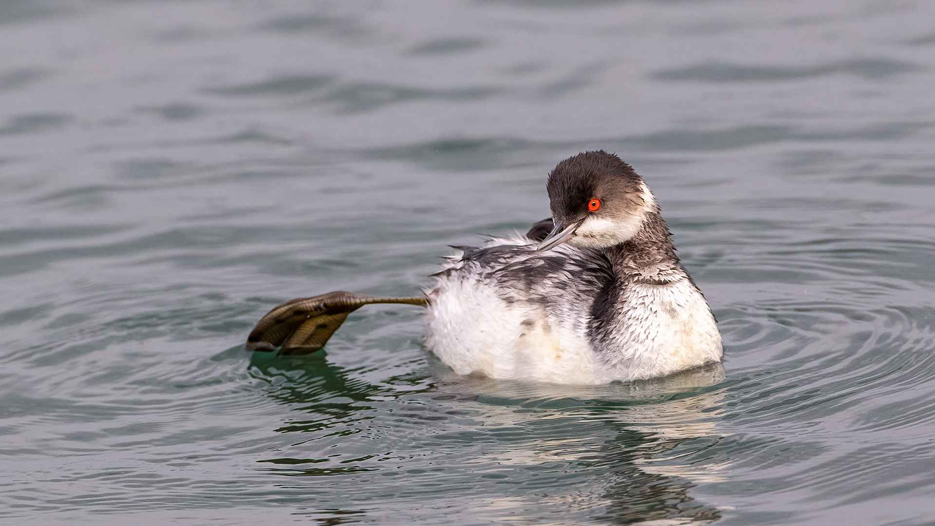 Eared Grebe