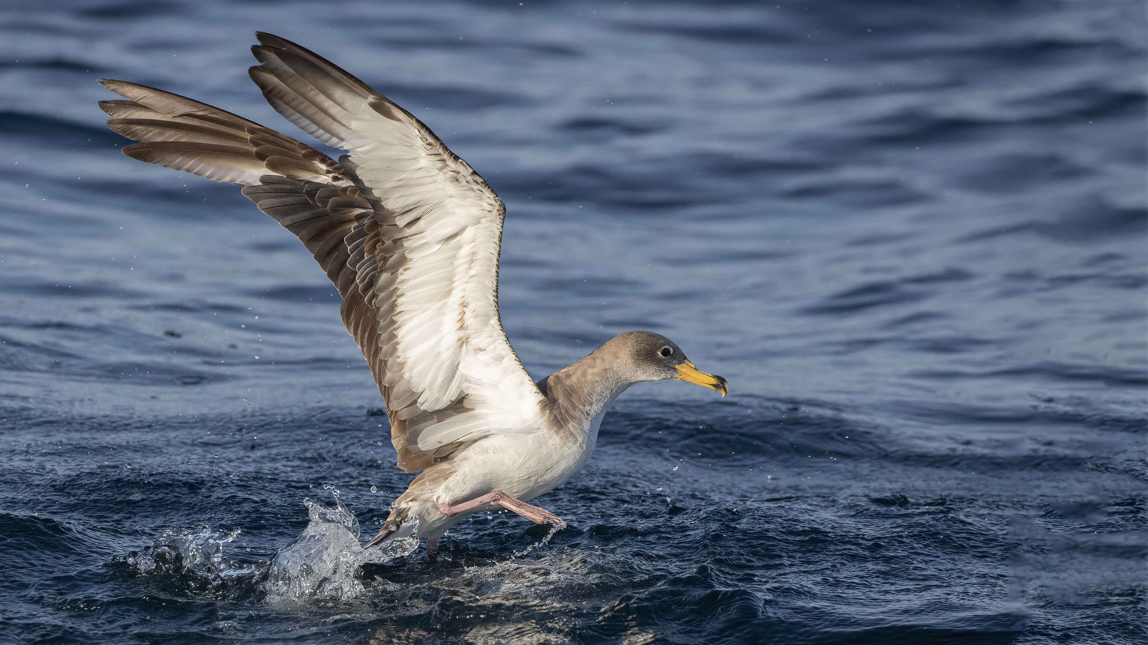 Cory's Shearwater