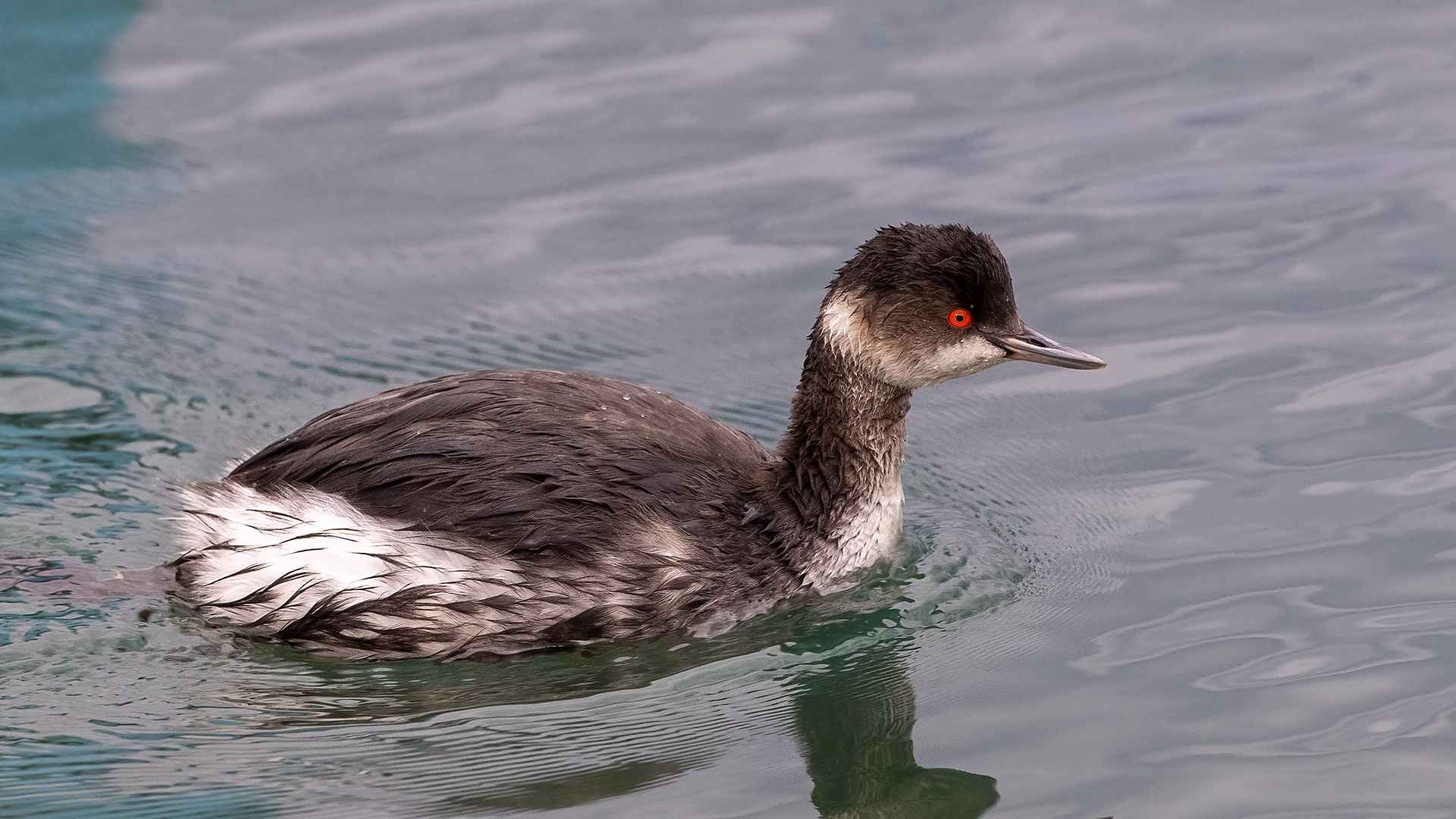 Eared Grebe