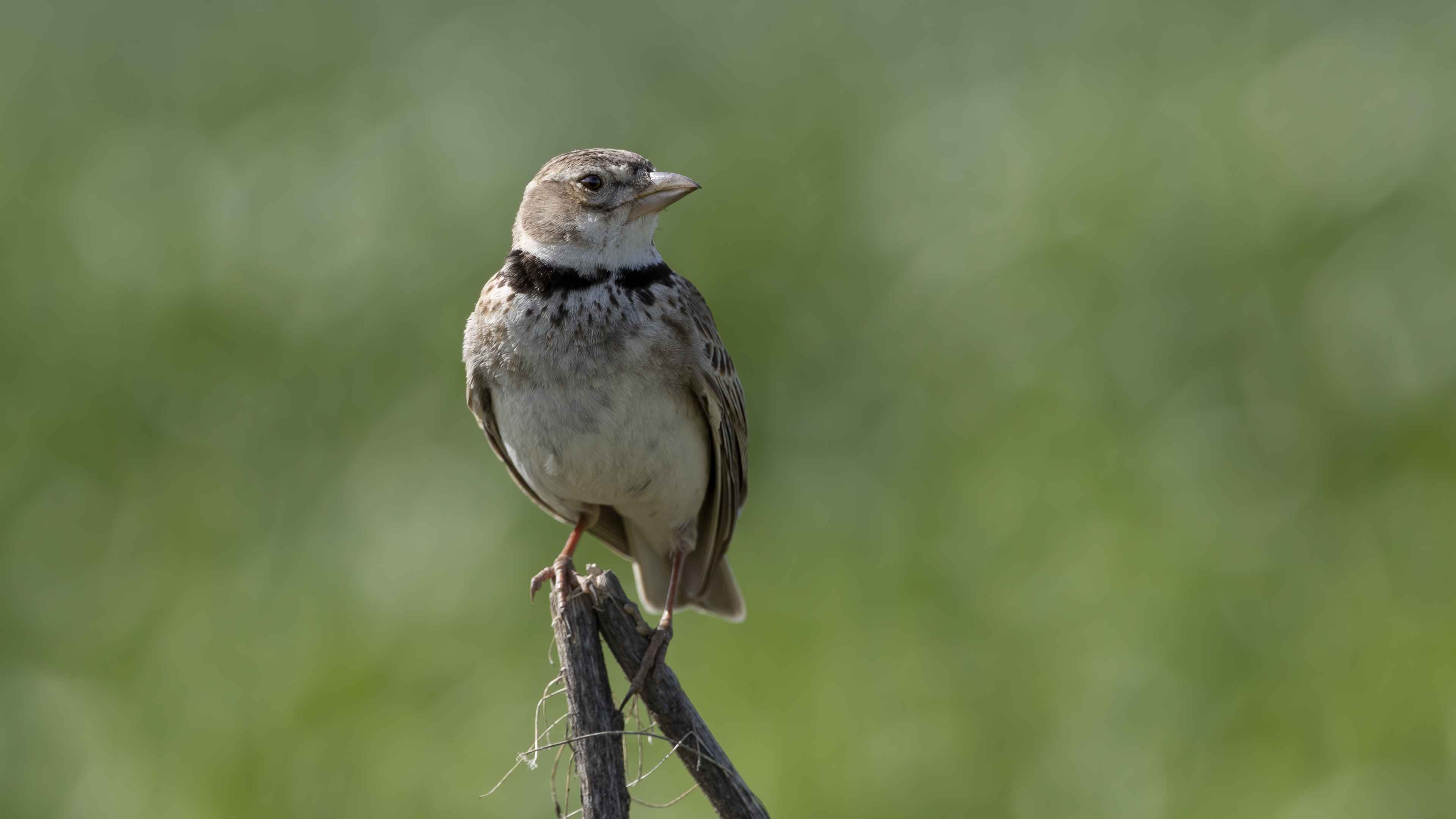 Calandra Lark