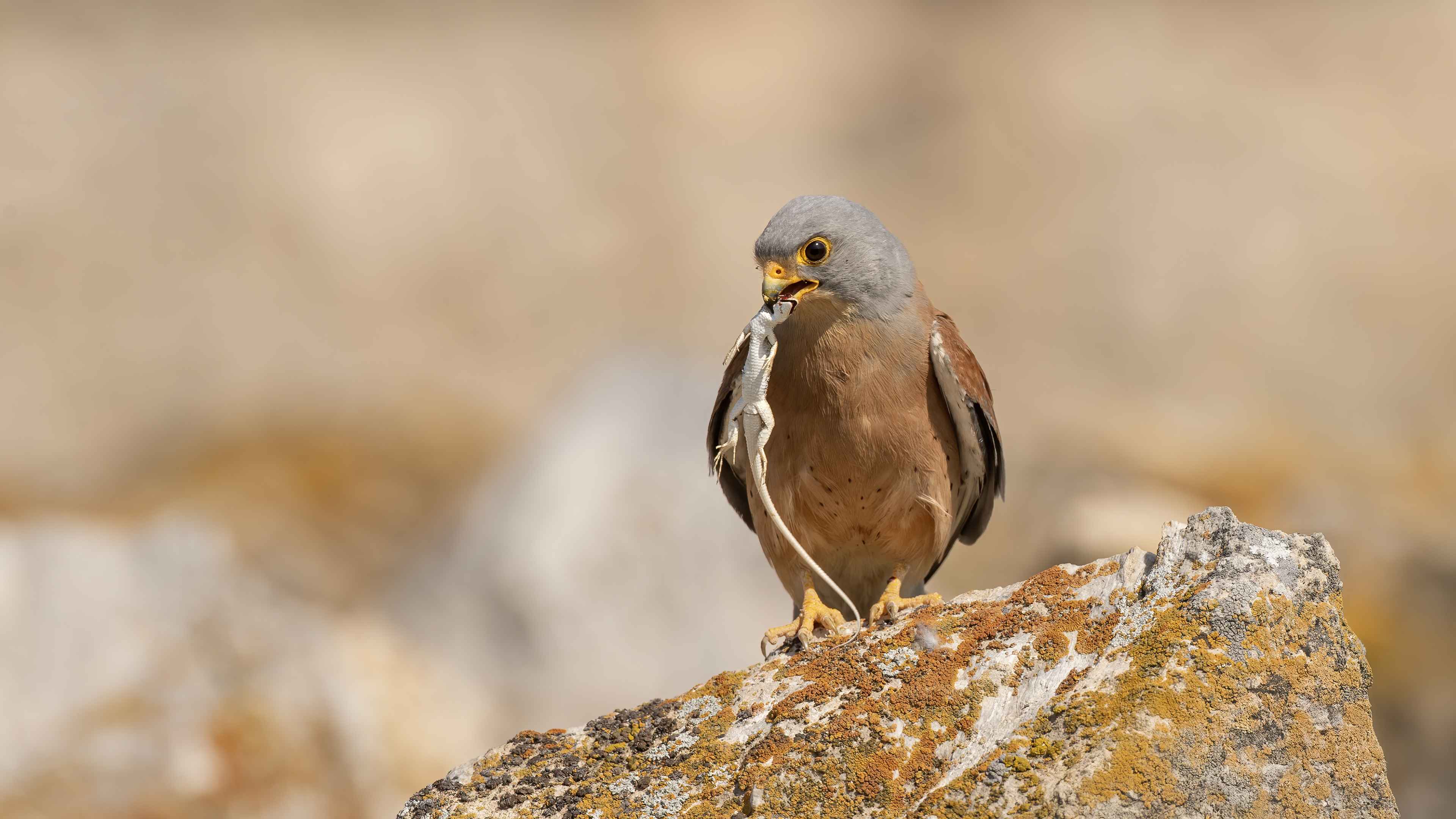 Lesser Kestrel