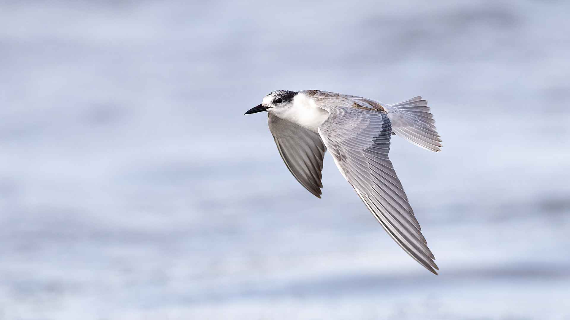 Whiskered Tern