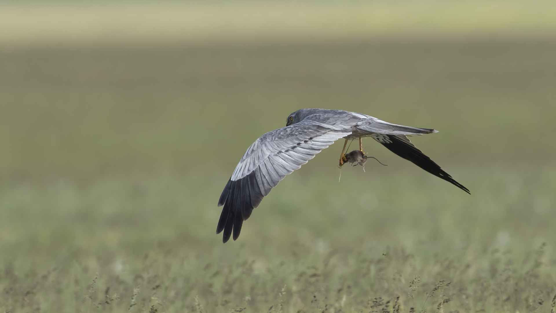 Montagu's Harrier