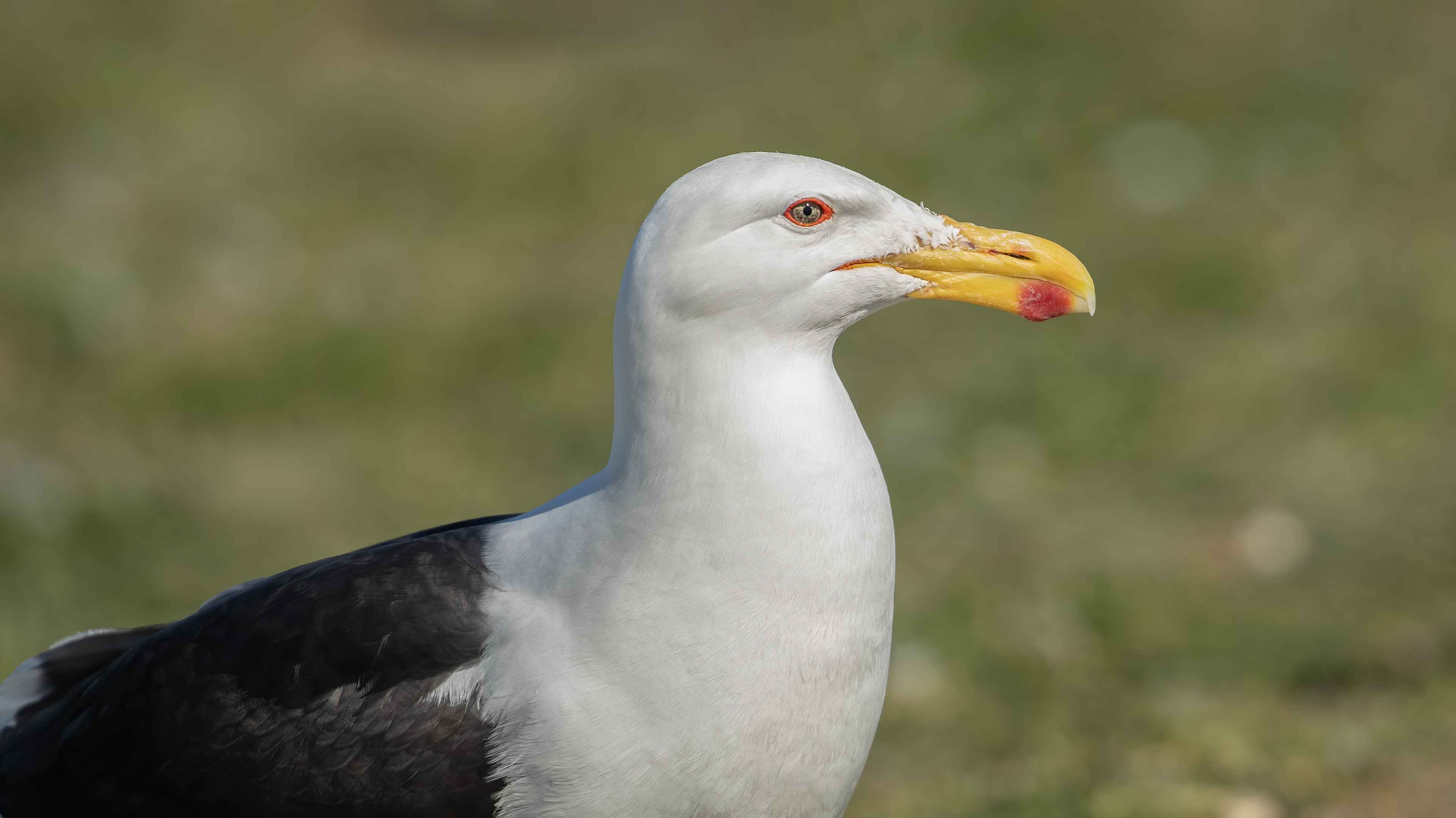 Kelp Gull
