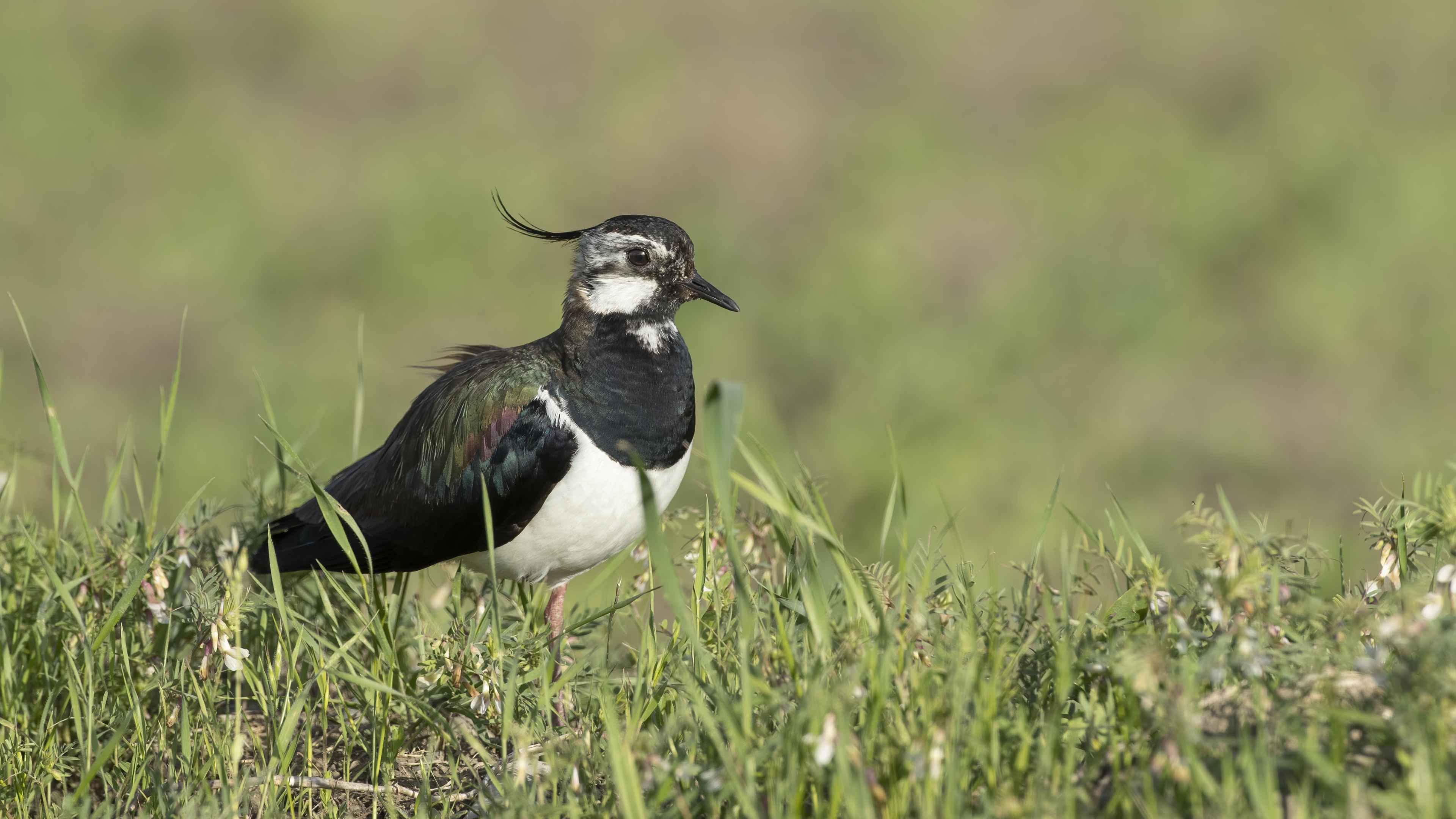 Northern Lapwing