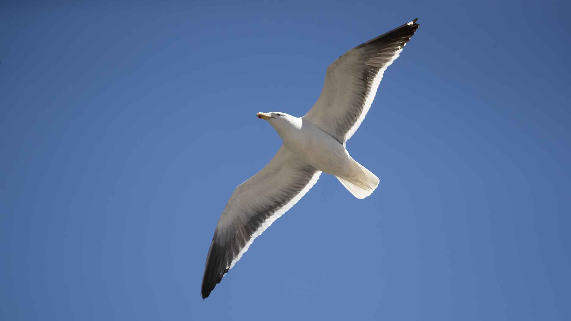 Kelp Gull
