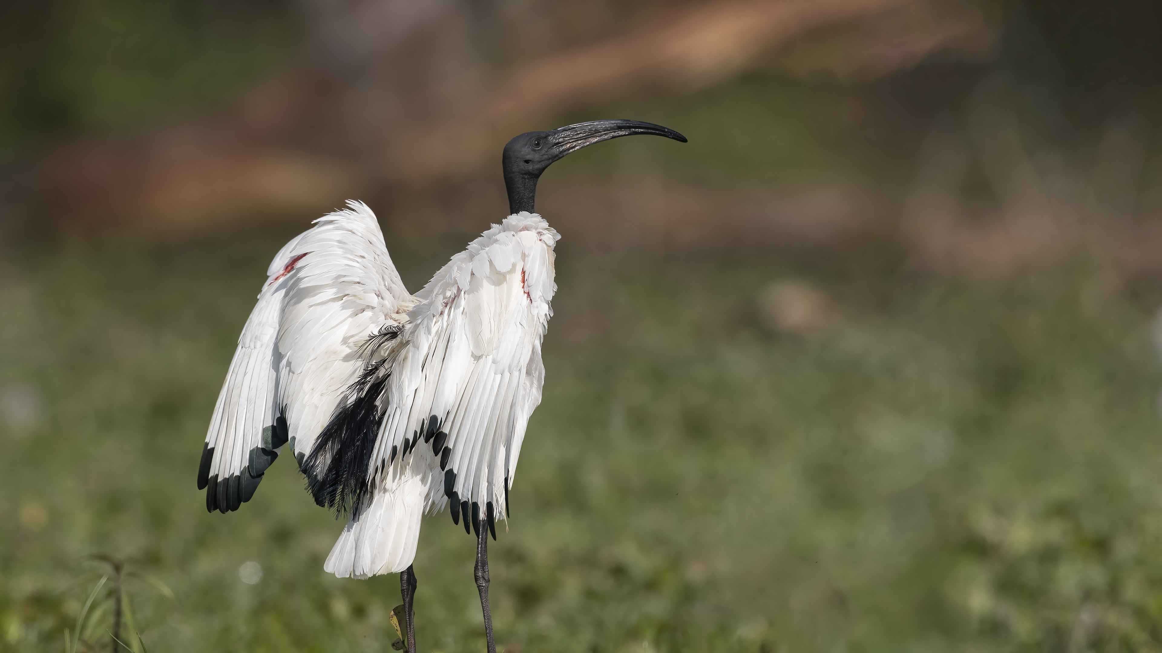 African Sacred Ibis
