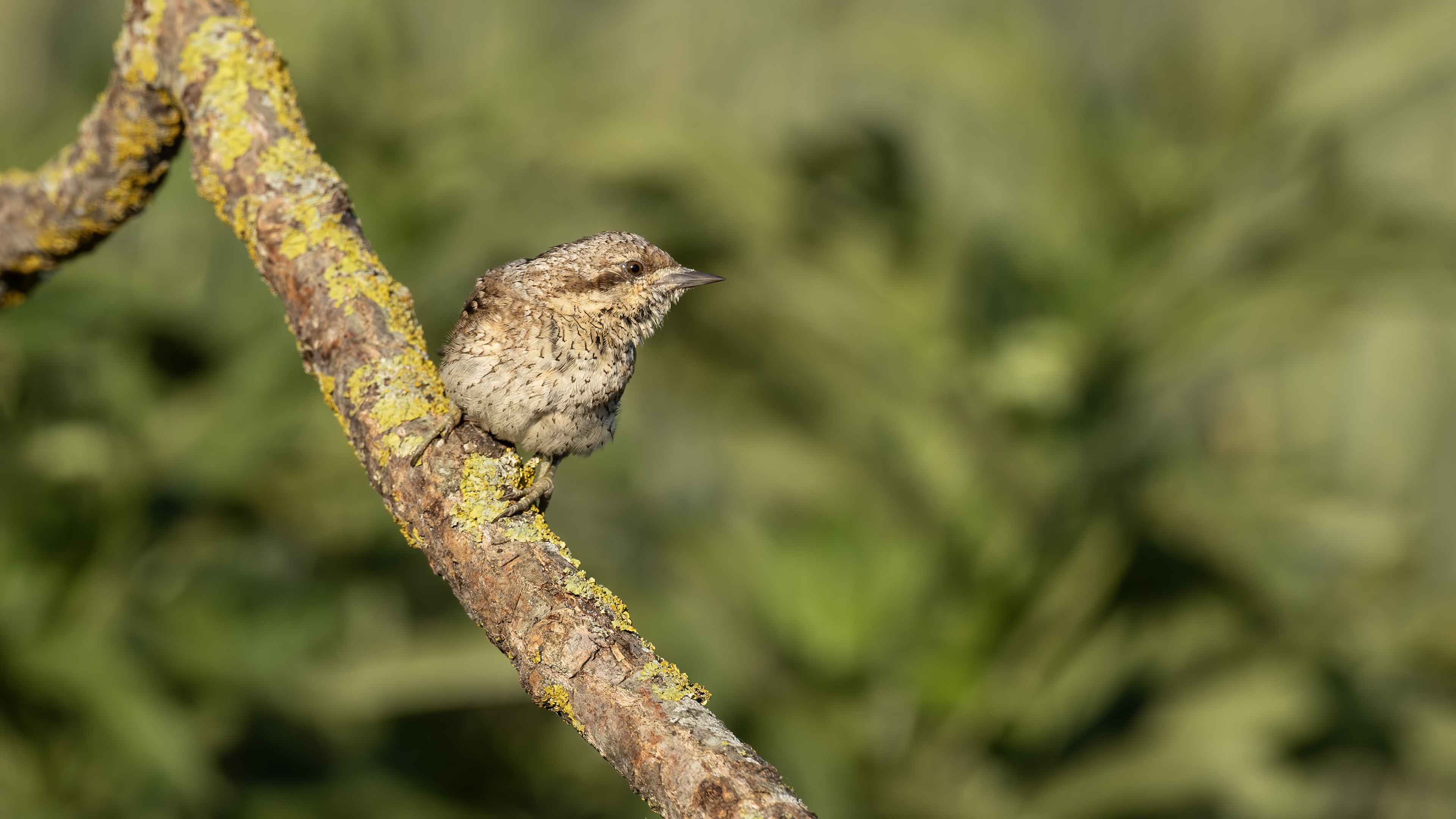 Eurasian Wryneck