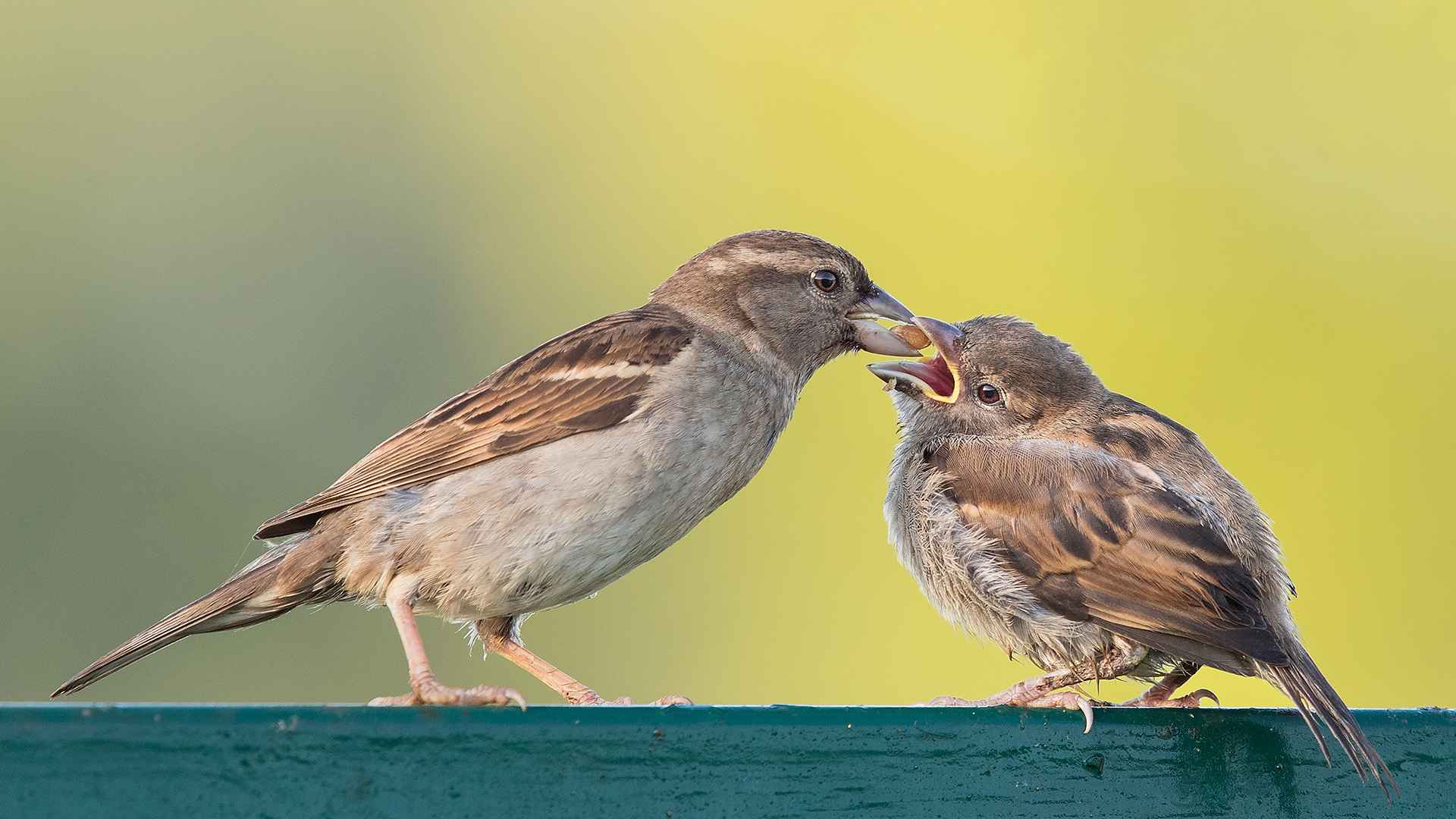 House Sparrow