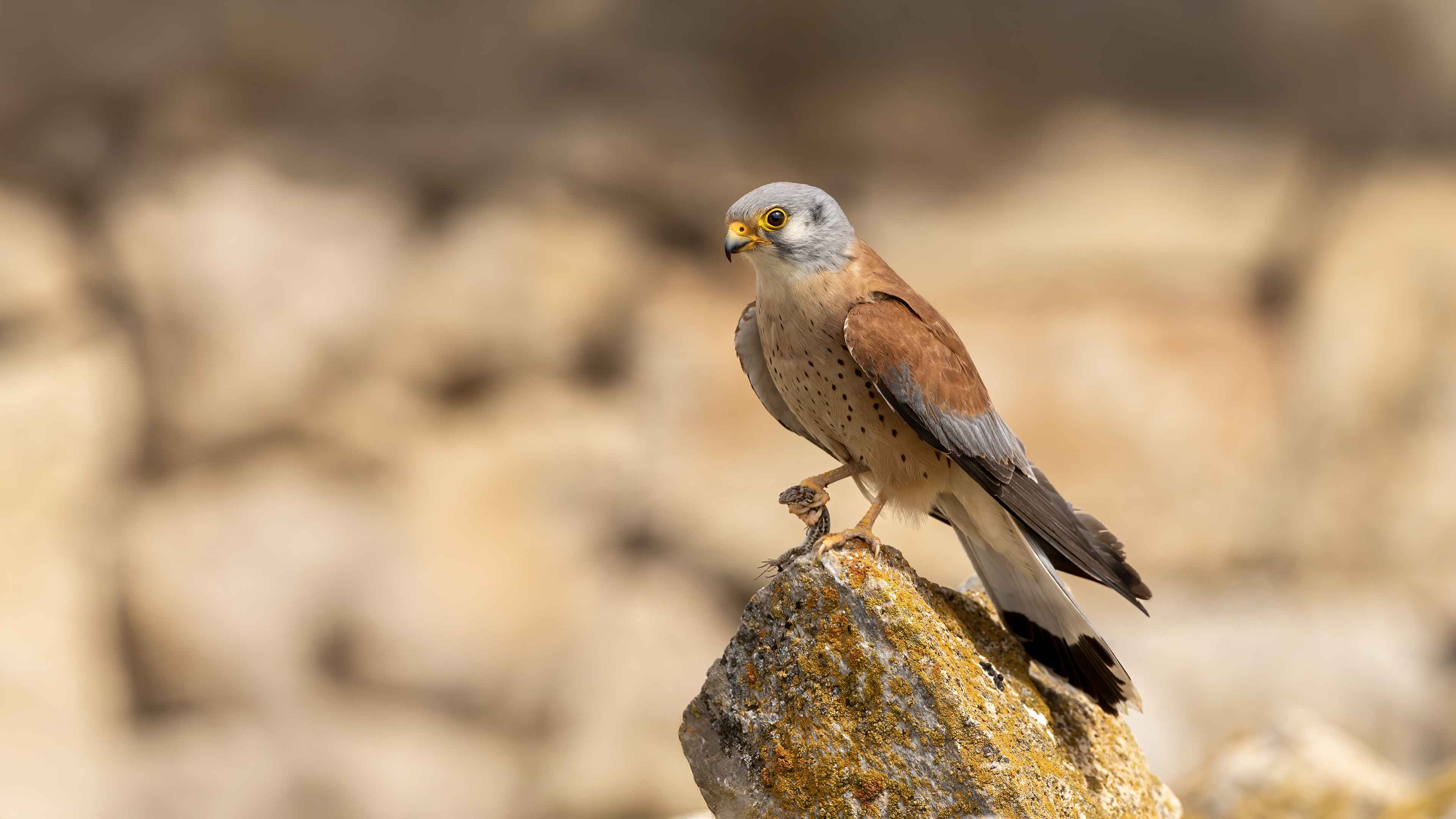 Lesser Kestrel