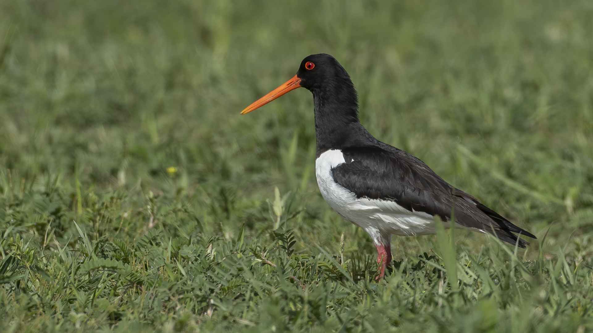 Eurasian Oystercatcher
