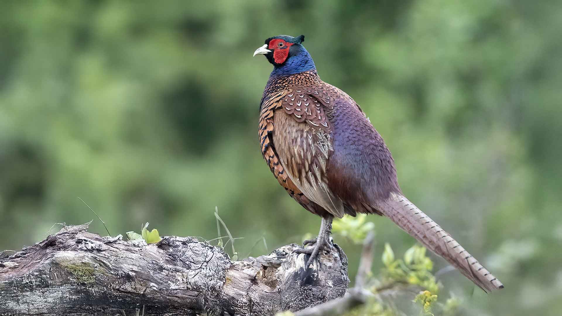 Sülün