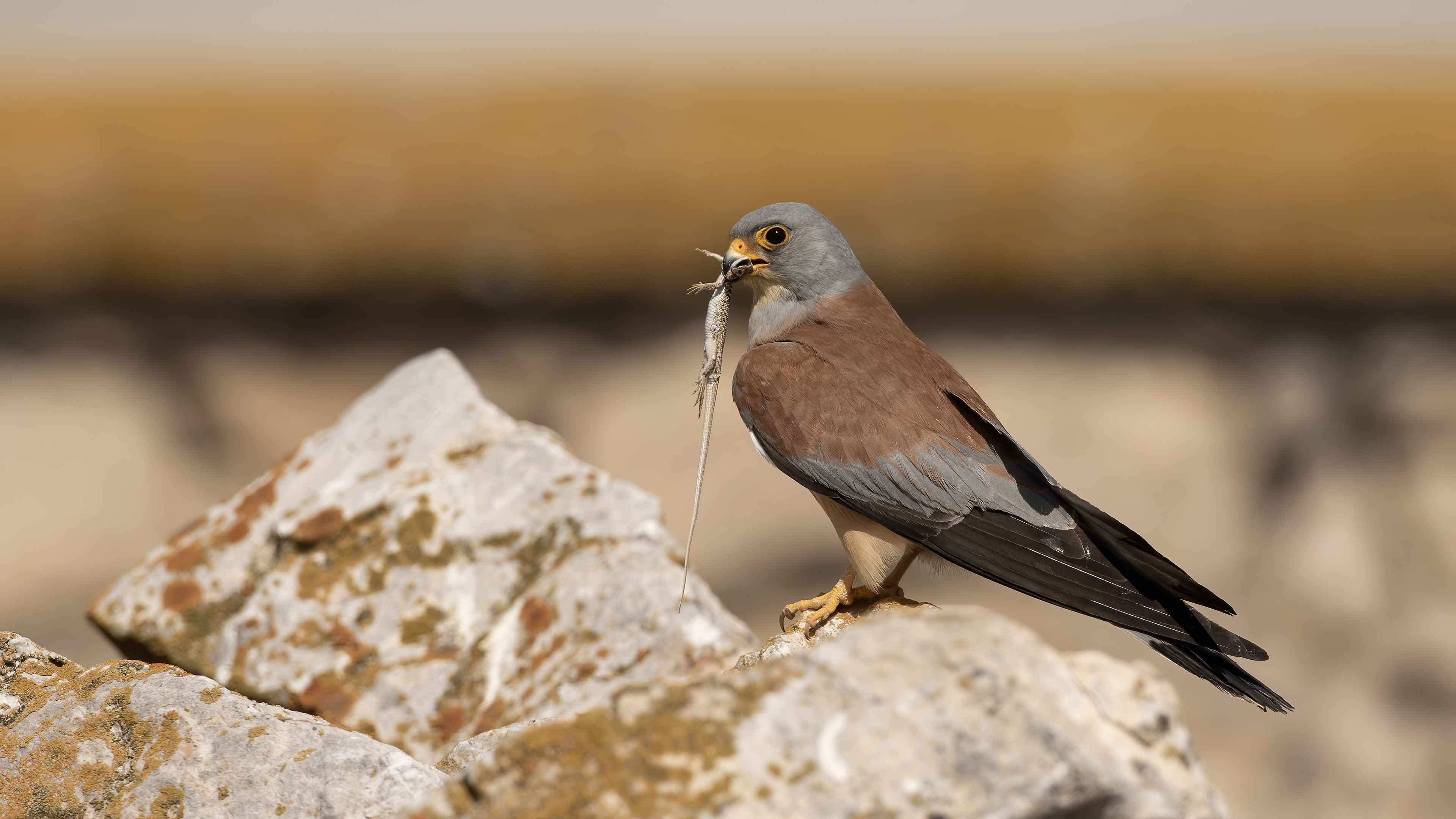 Lesser Kestrel