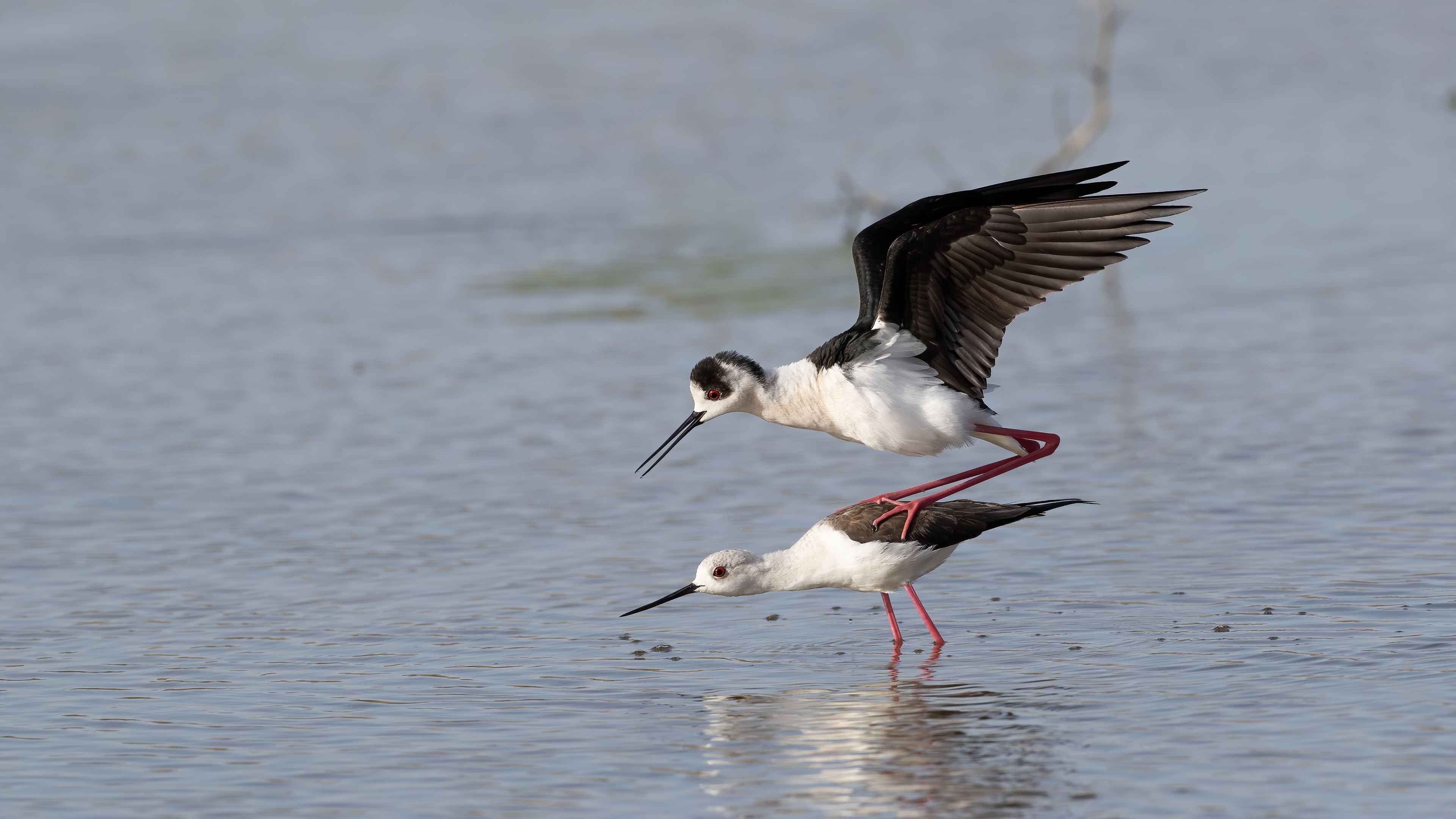 Black-winged Stilt