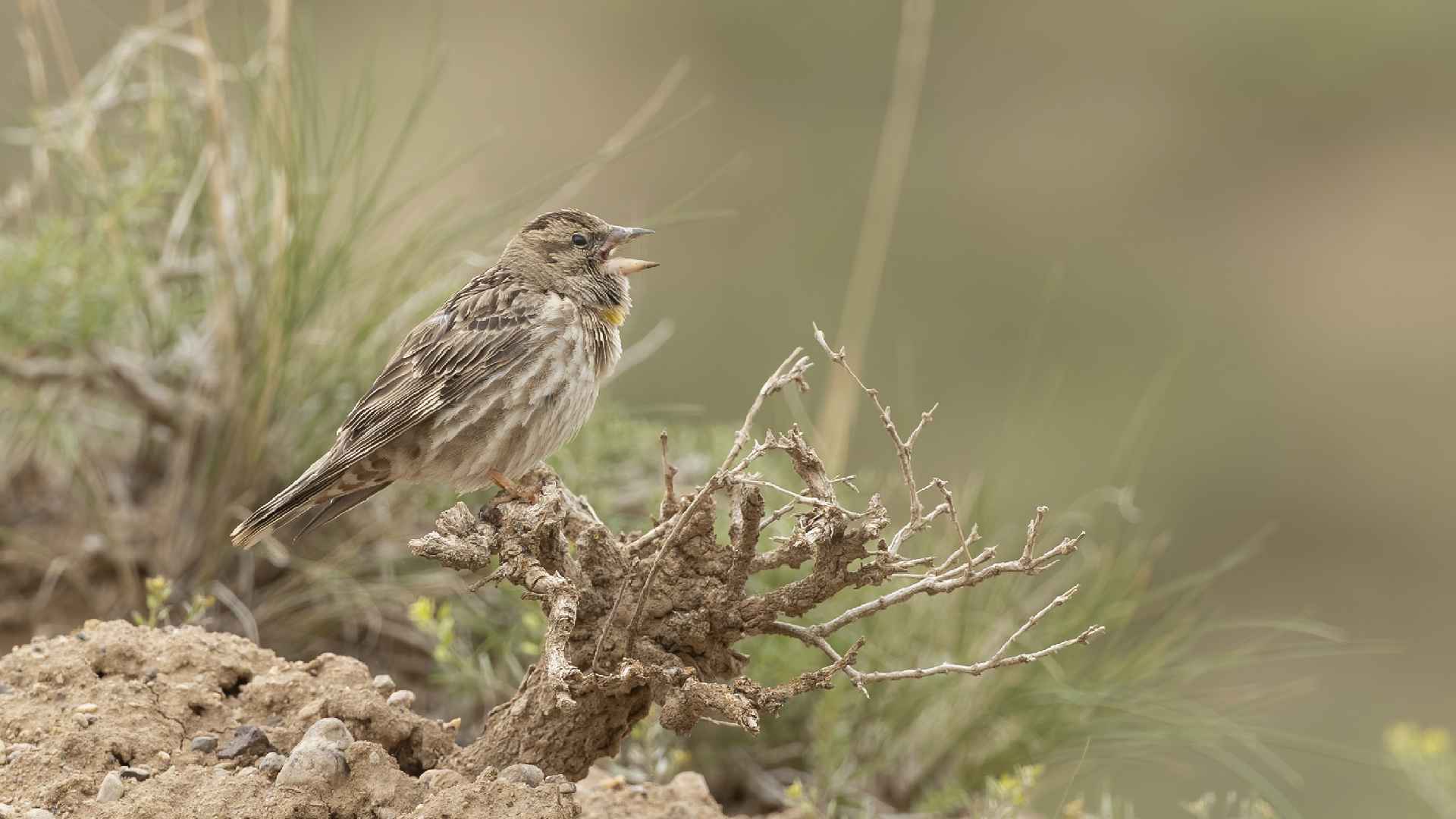 Rock Sparrow