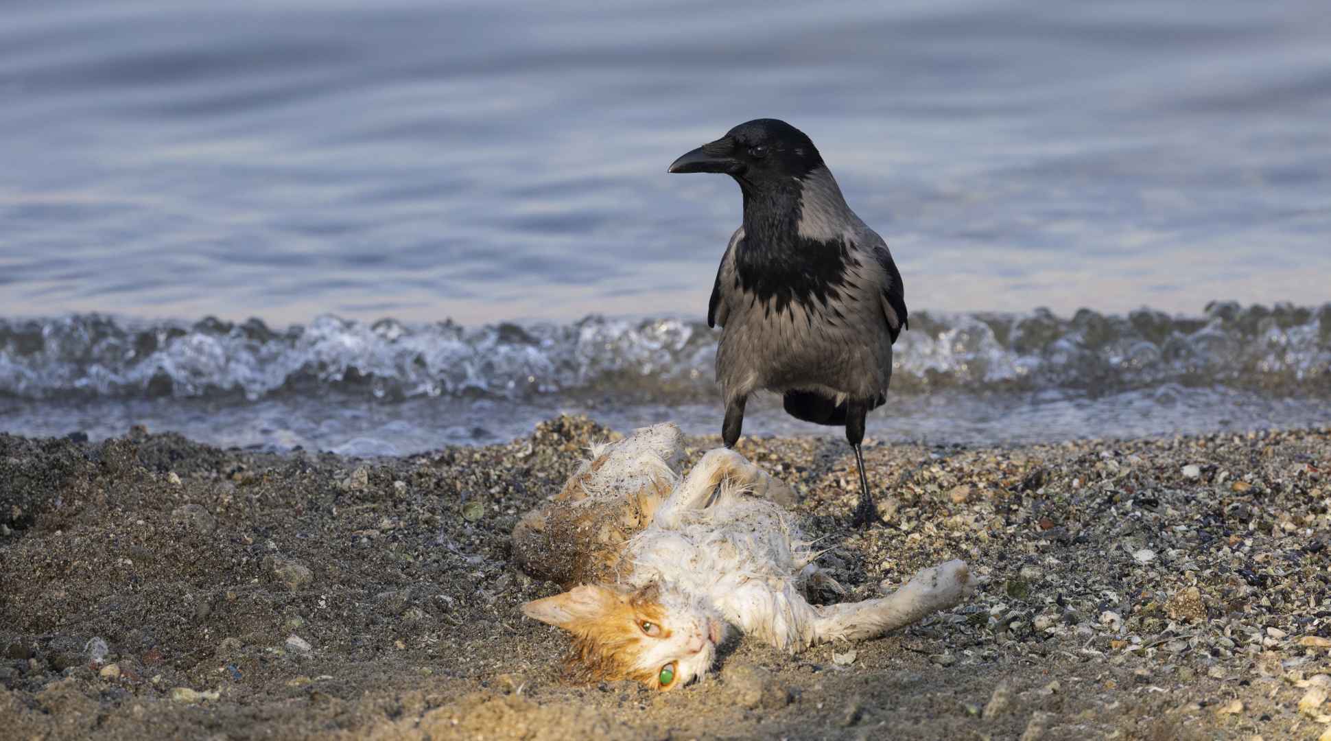 Hooded Crow