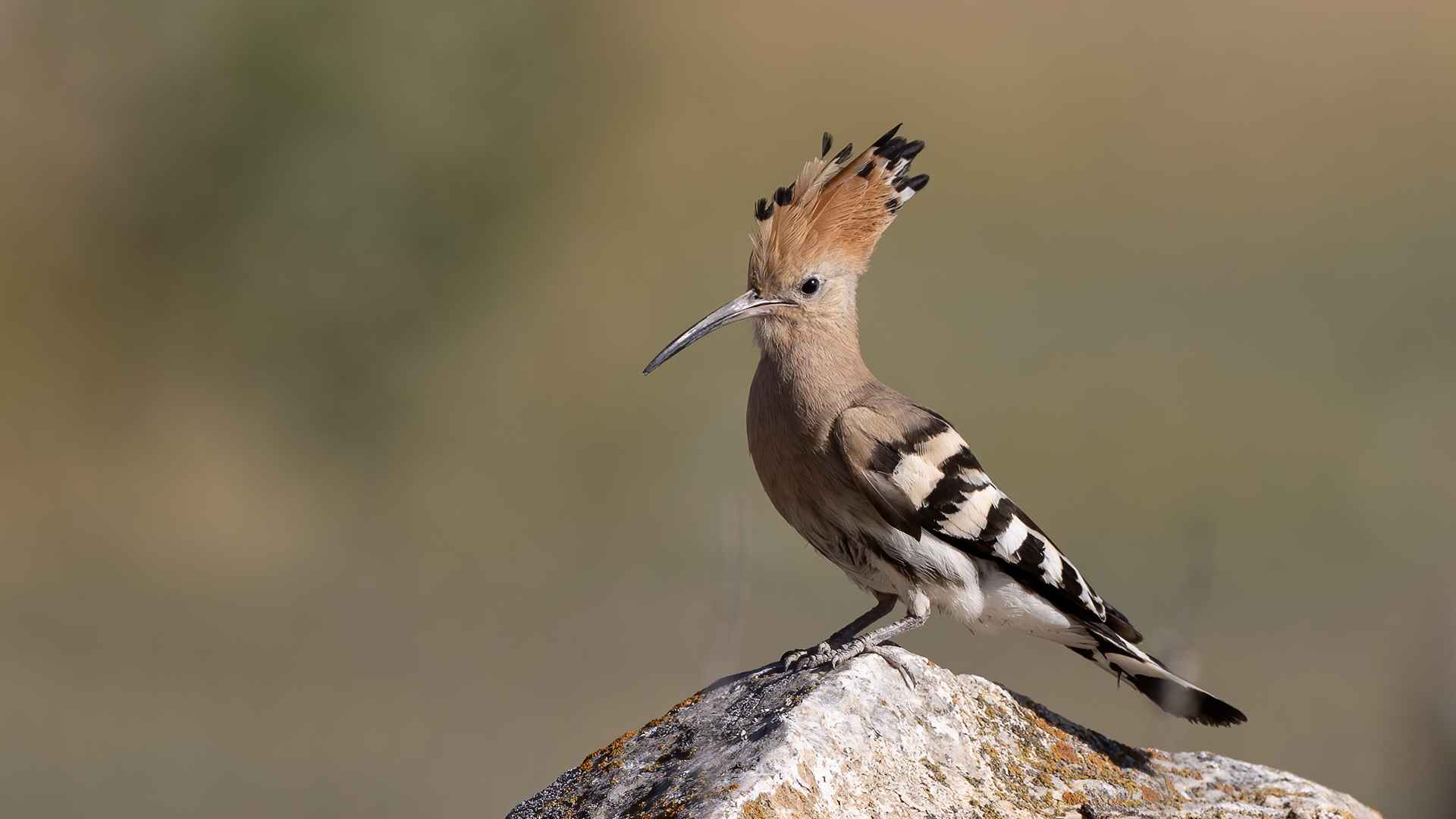 Eurasian Hoopoe