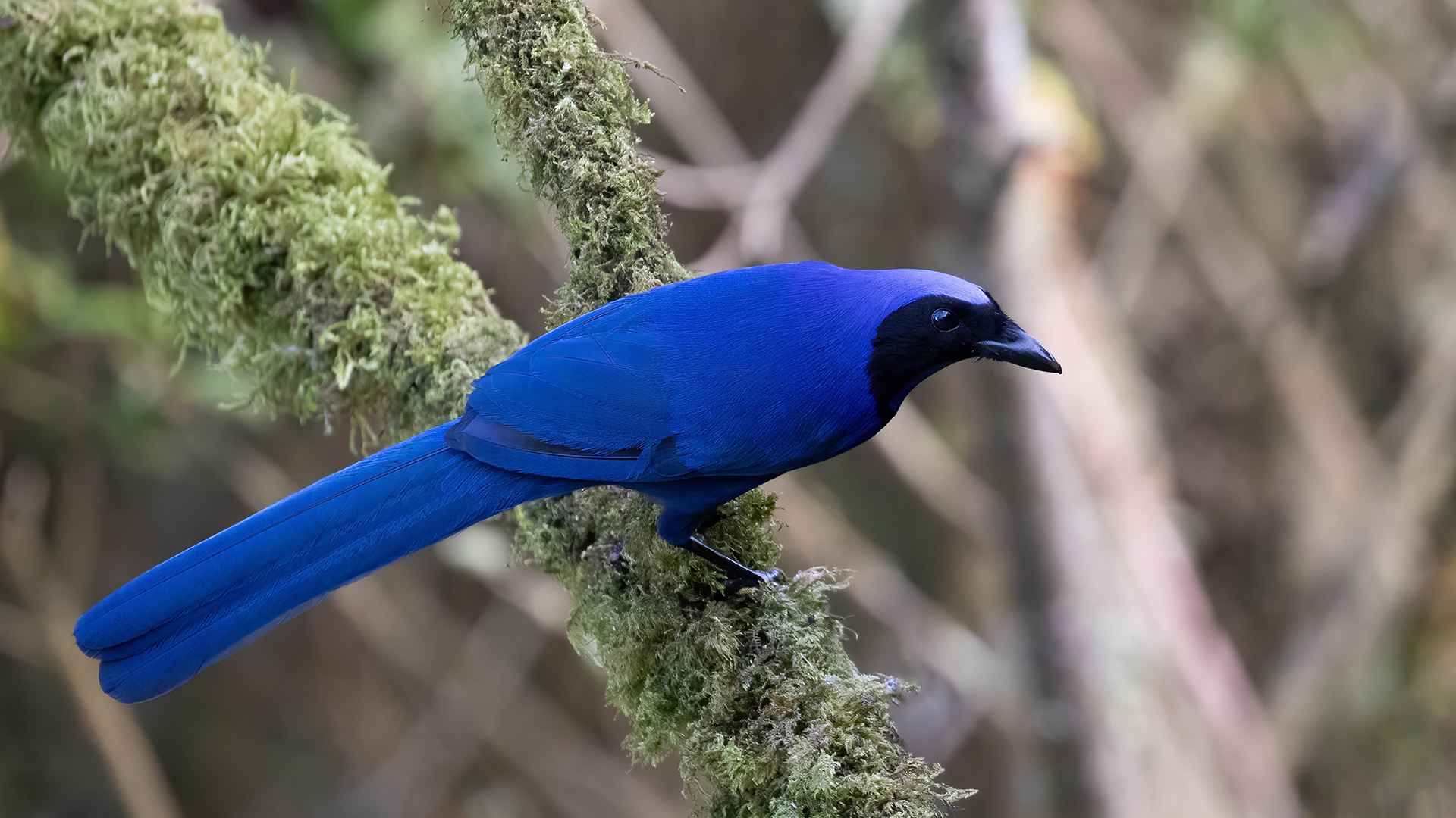 Cyanolyca armillata