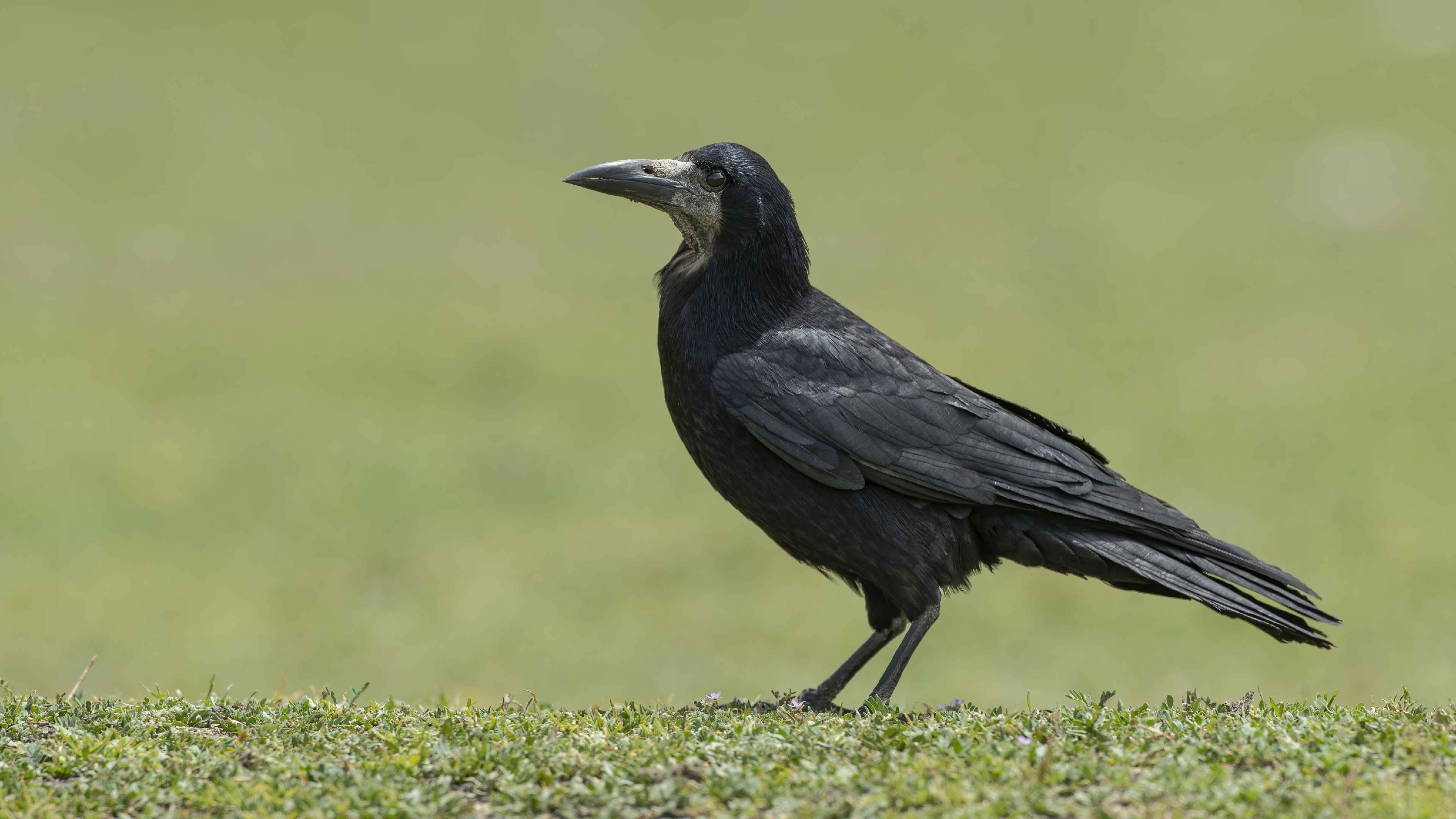 Rook