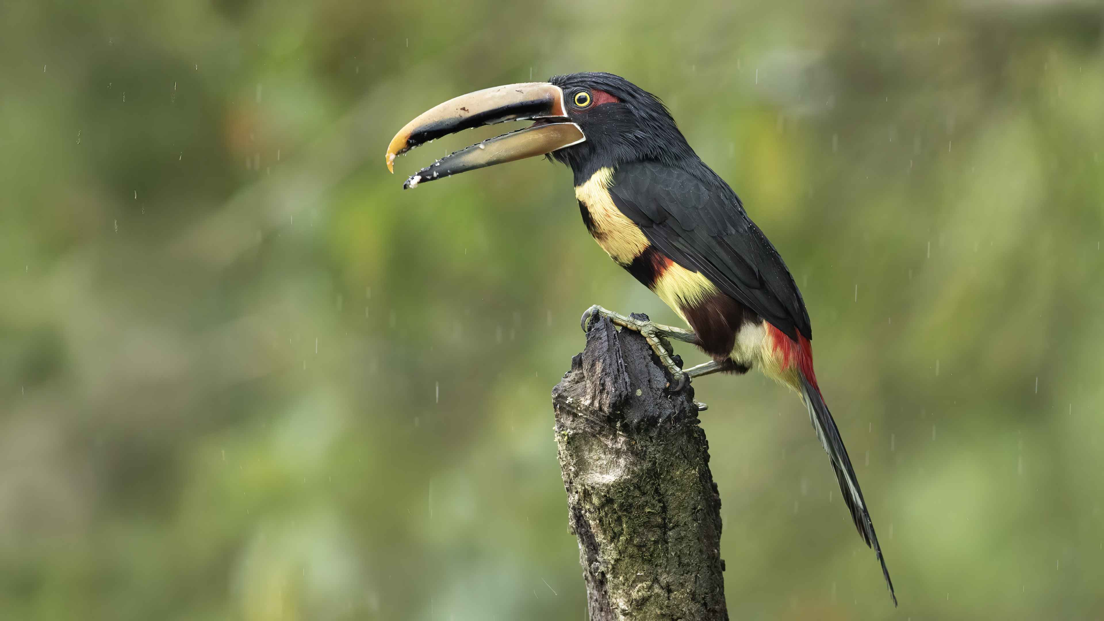Collared Aracari