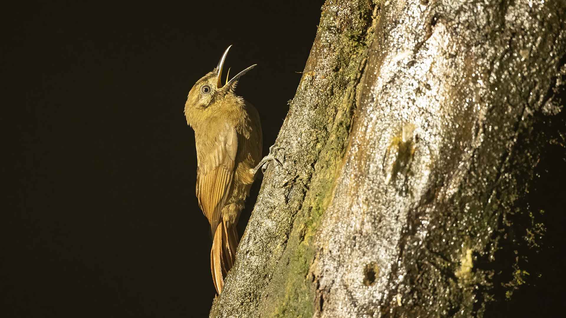 Dendrocincla fuliginosa
