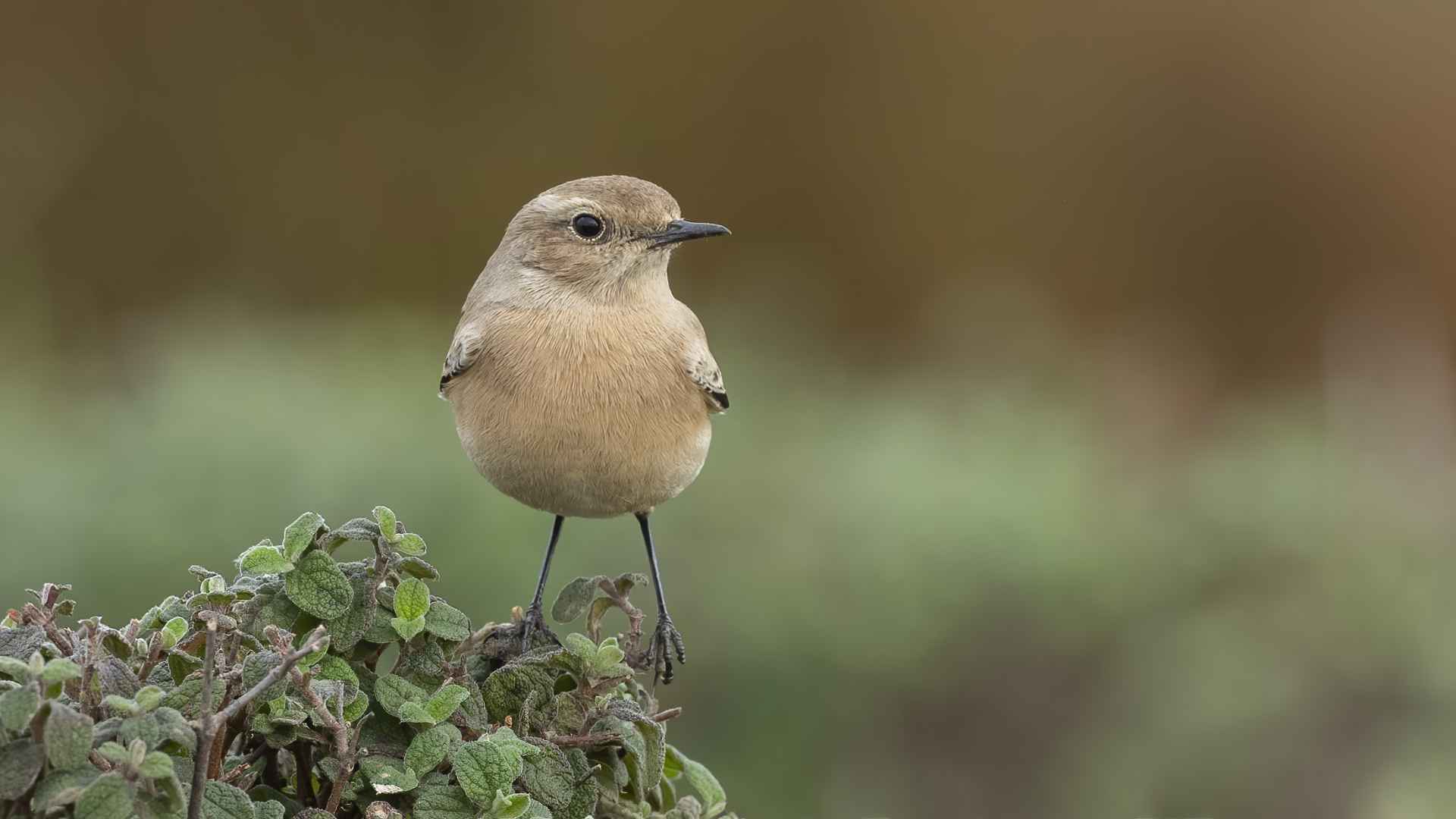 Desert Wheatear