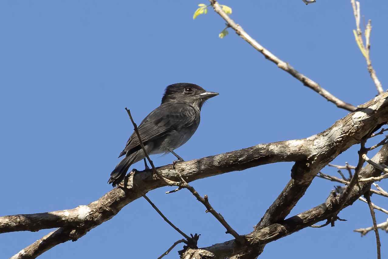 Pachyramphus aglaiae