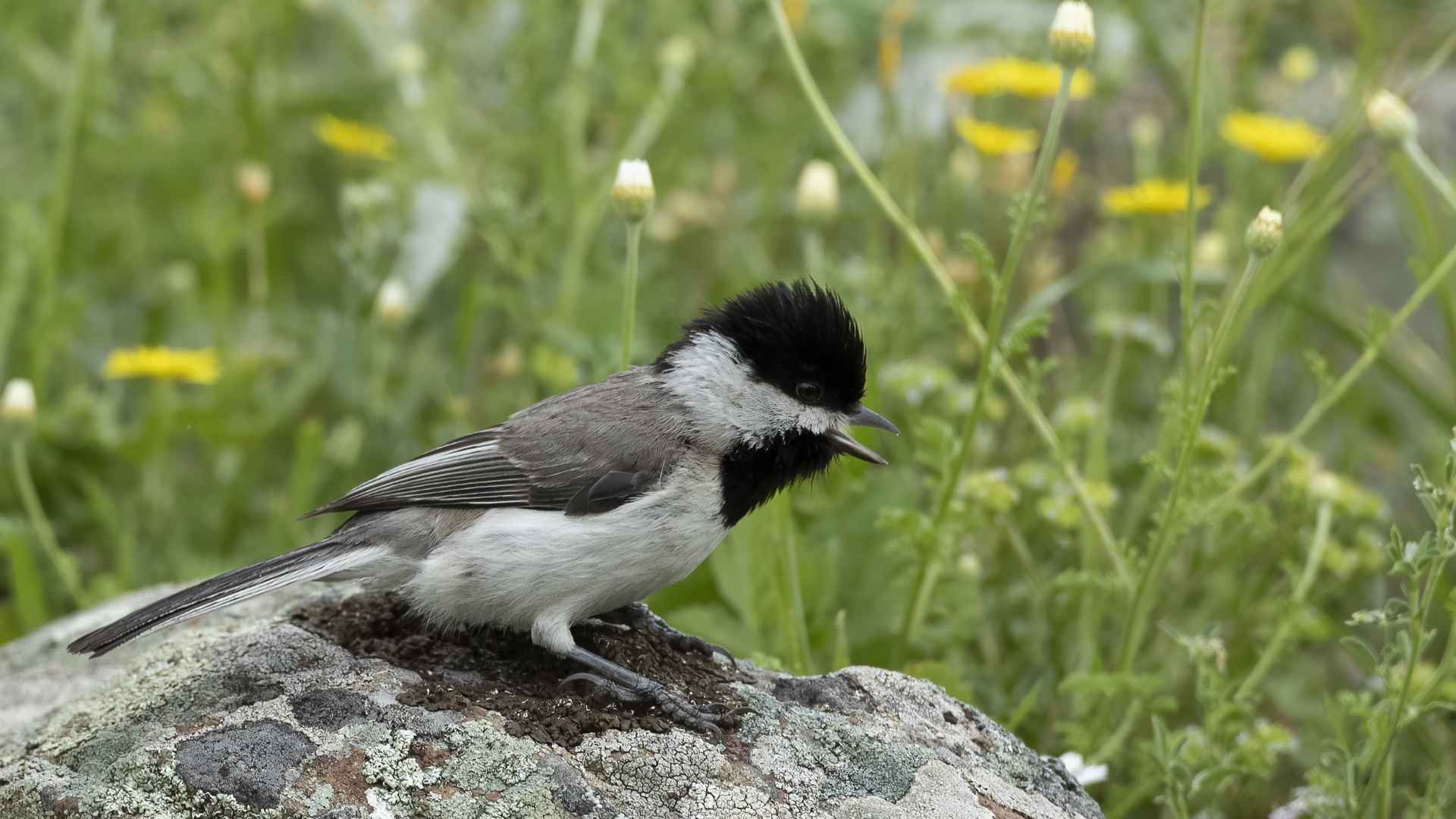 Sombre Tit