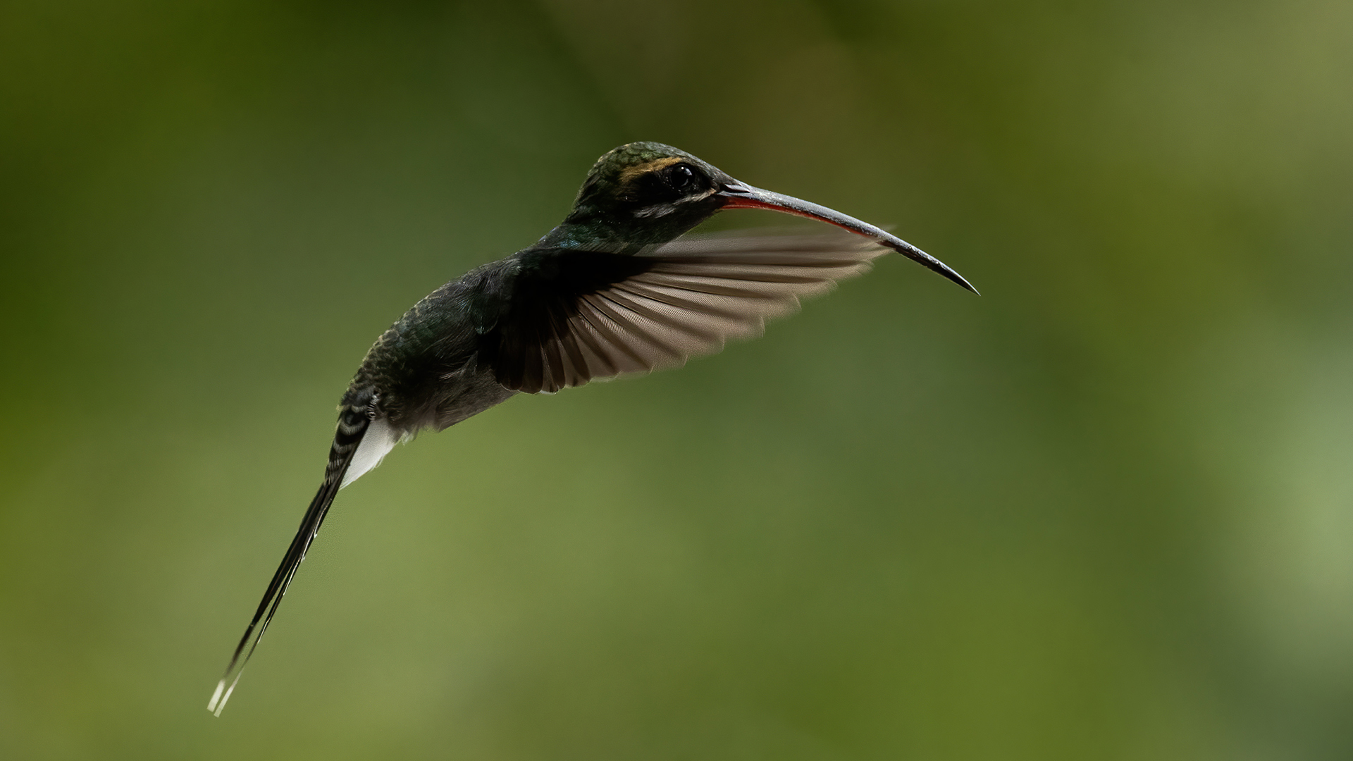 White-whiskered Hermit