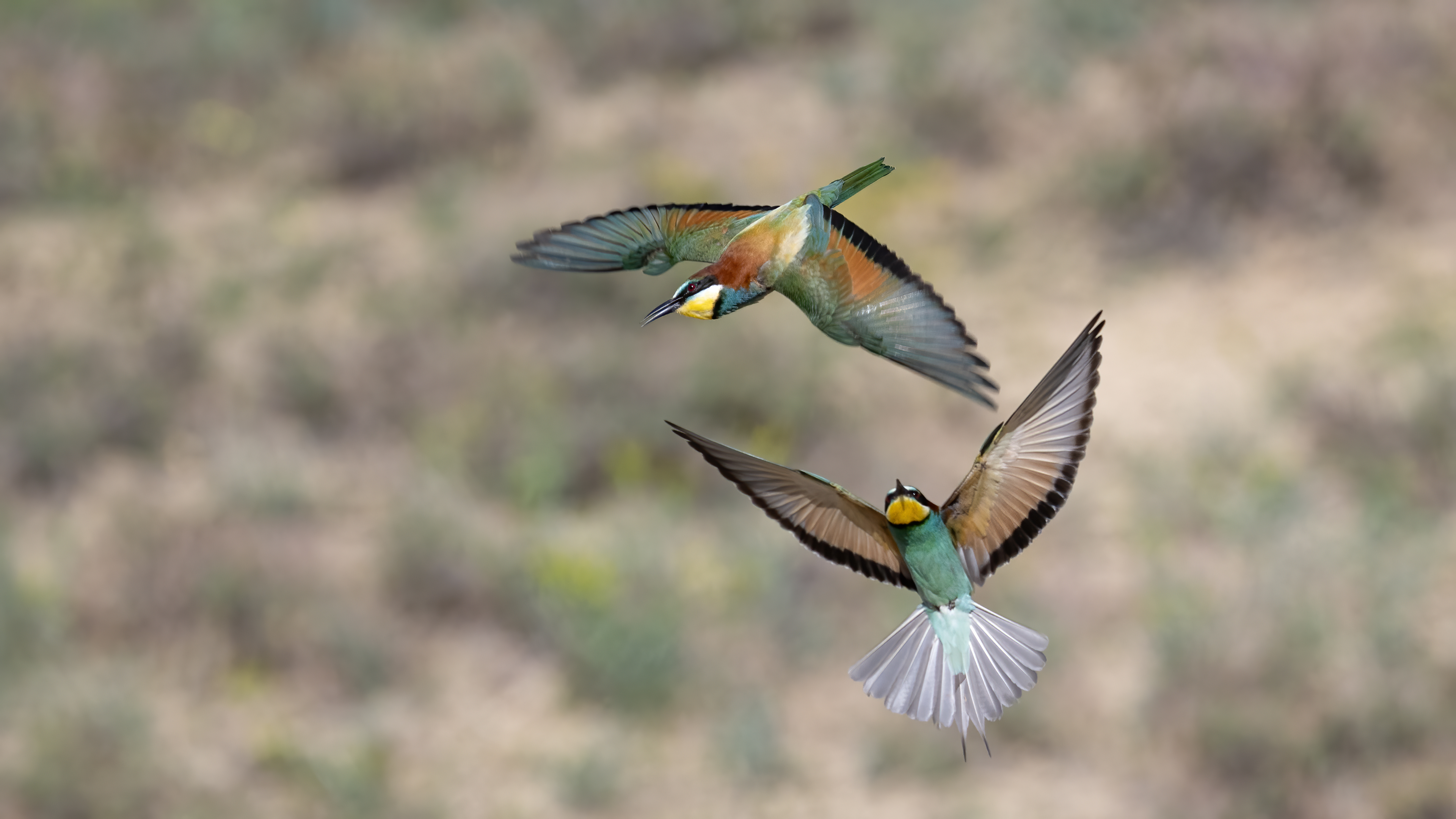 European Bee-eater