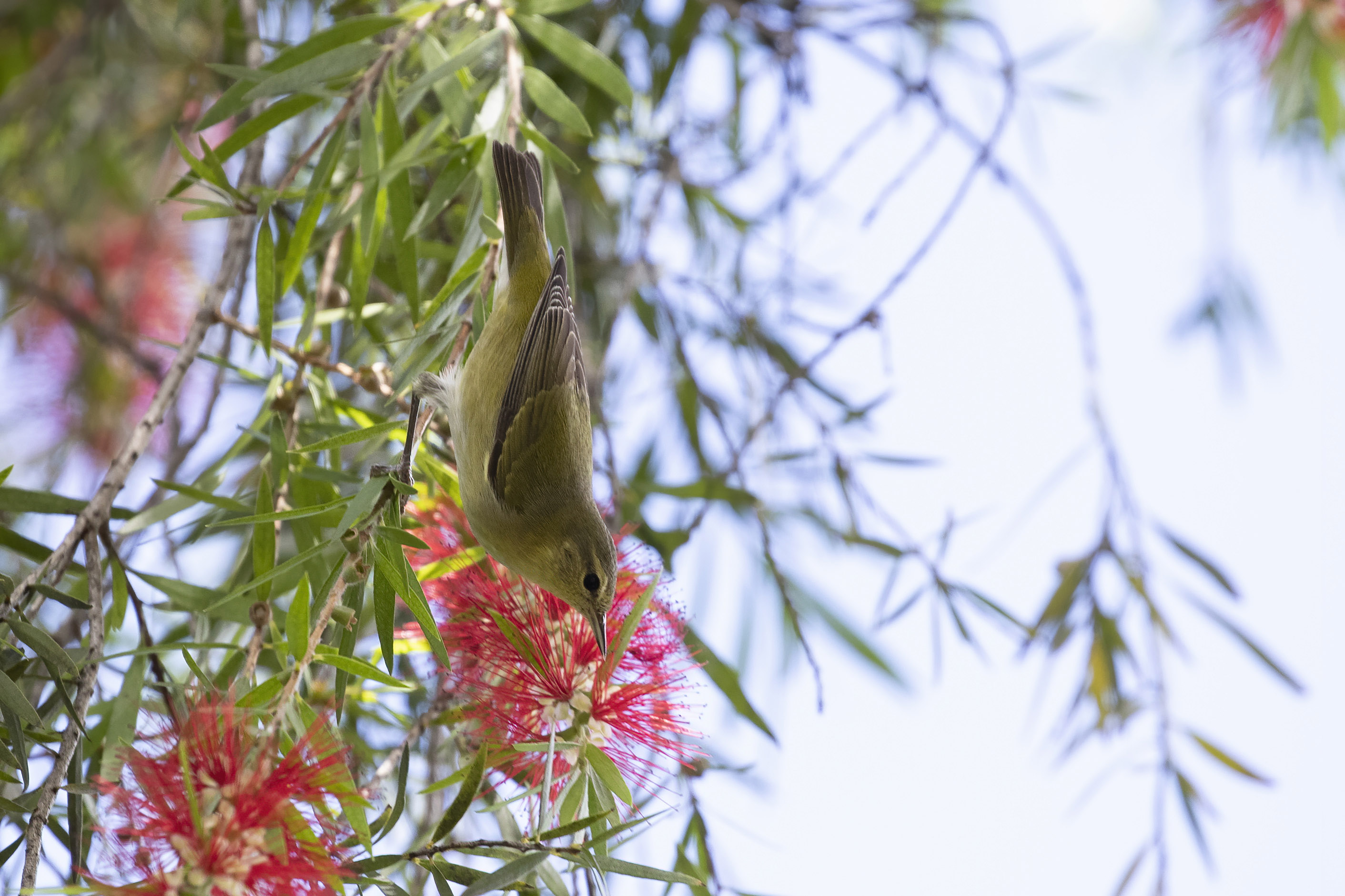 Acadian Flycatcher — Ana fotoğraf