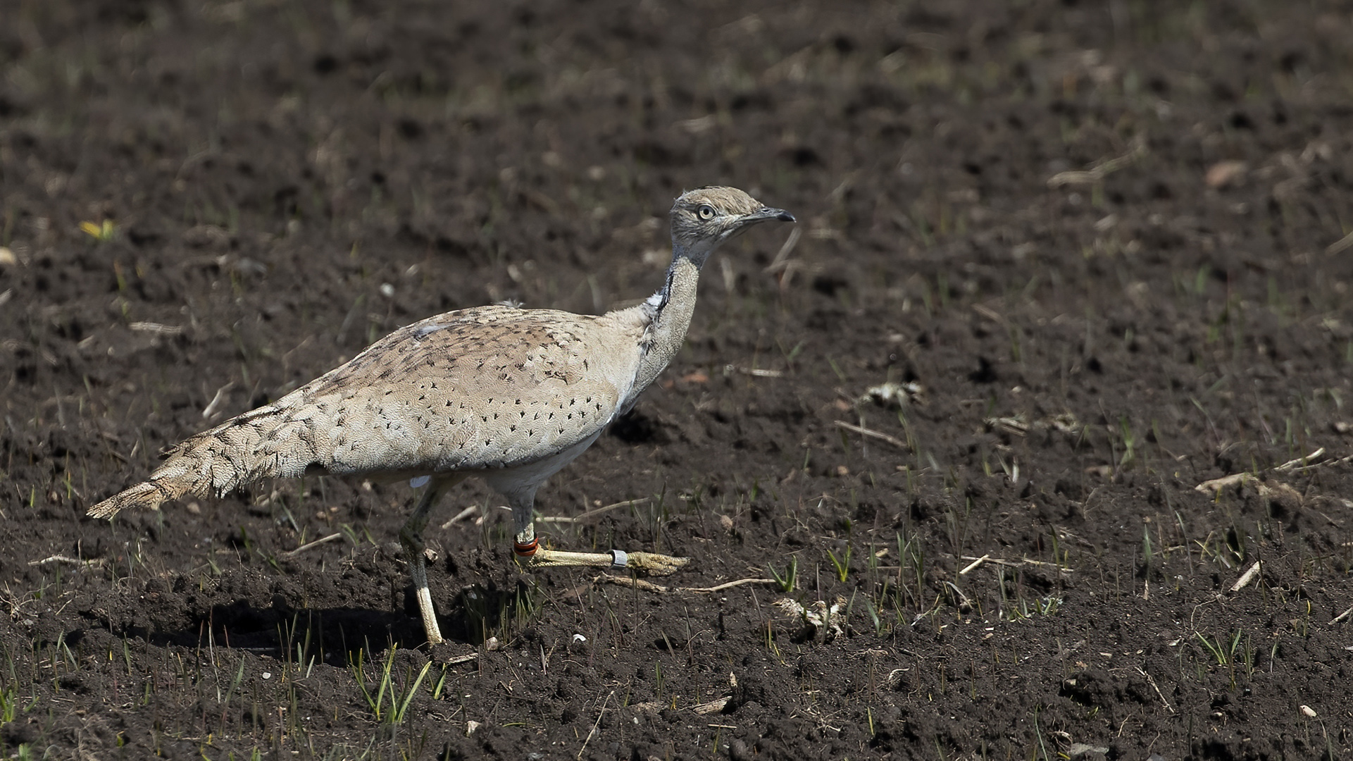 Macqueen's Bustard — Ana fotoğraf