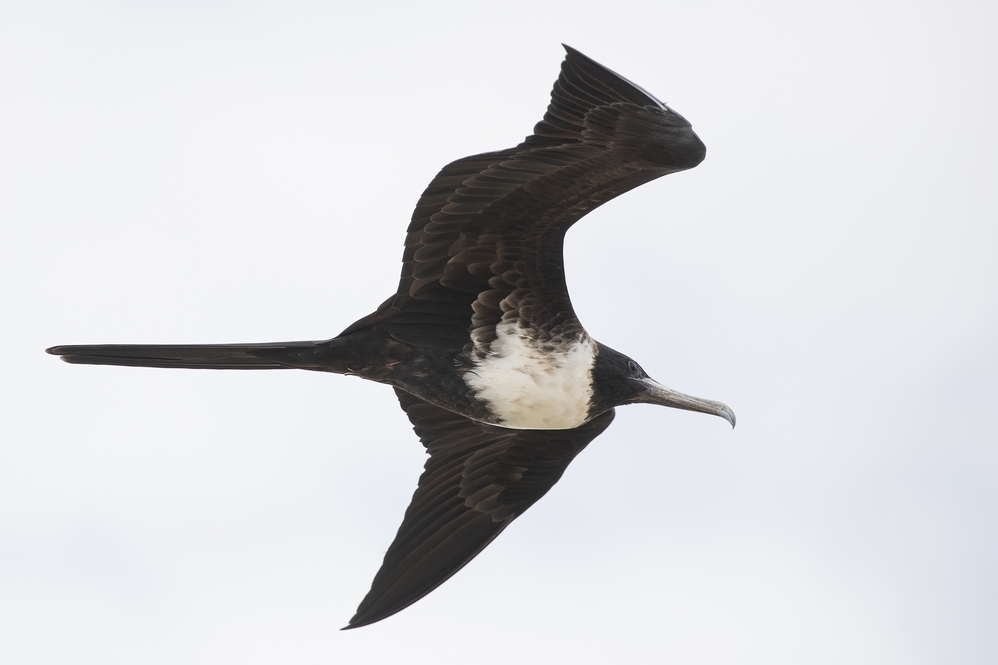 Great Frigatebird — Ana fotoğraf