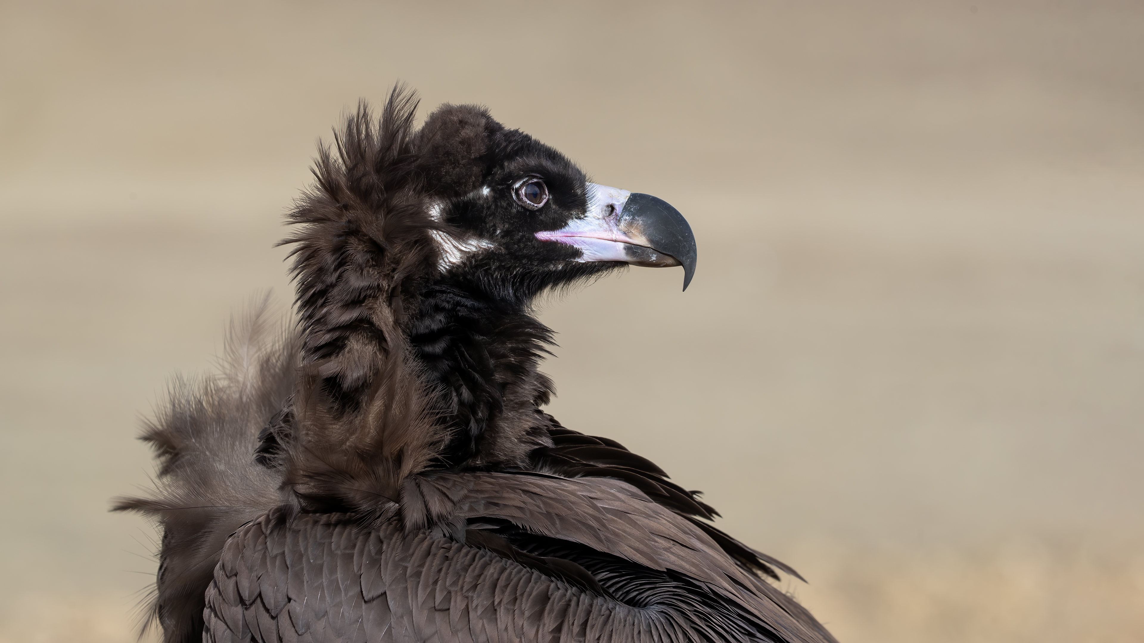 Cinereous Vulture