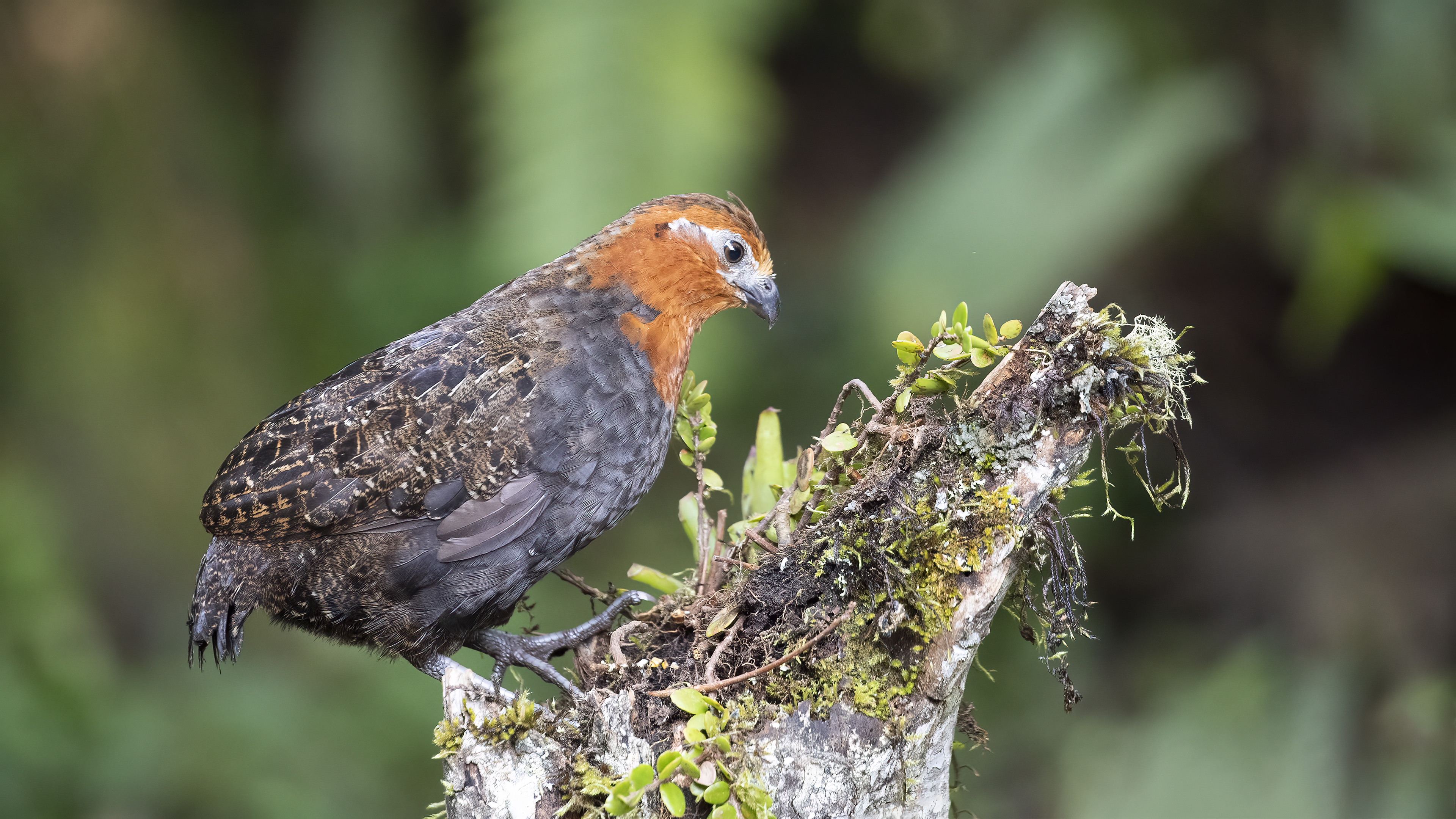 Chestnut Wood-Quail