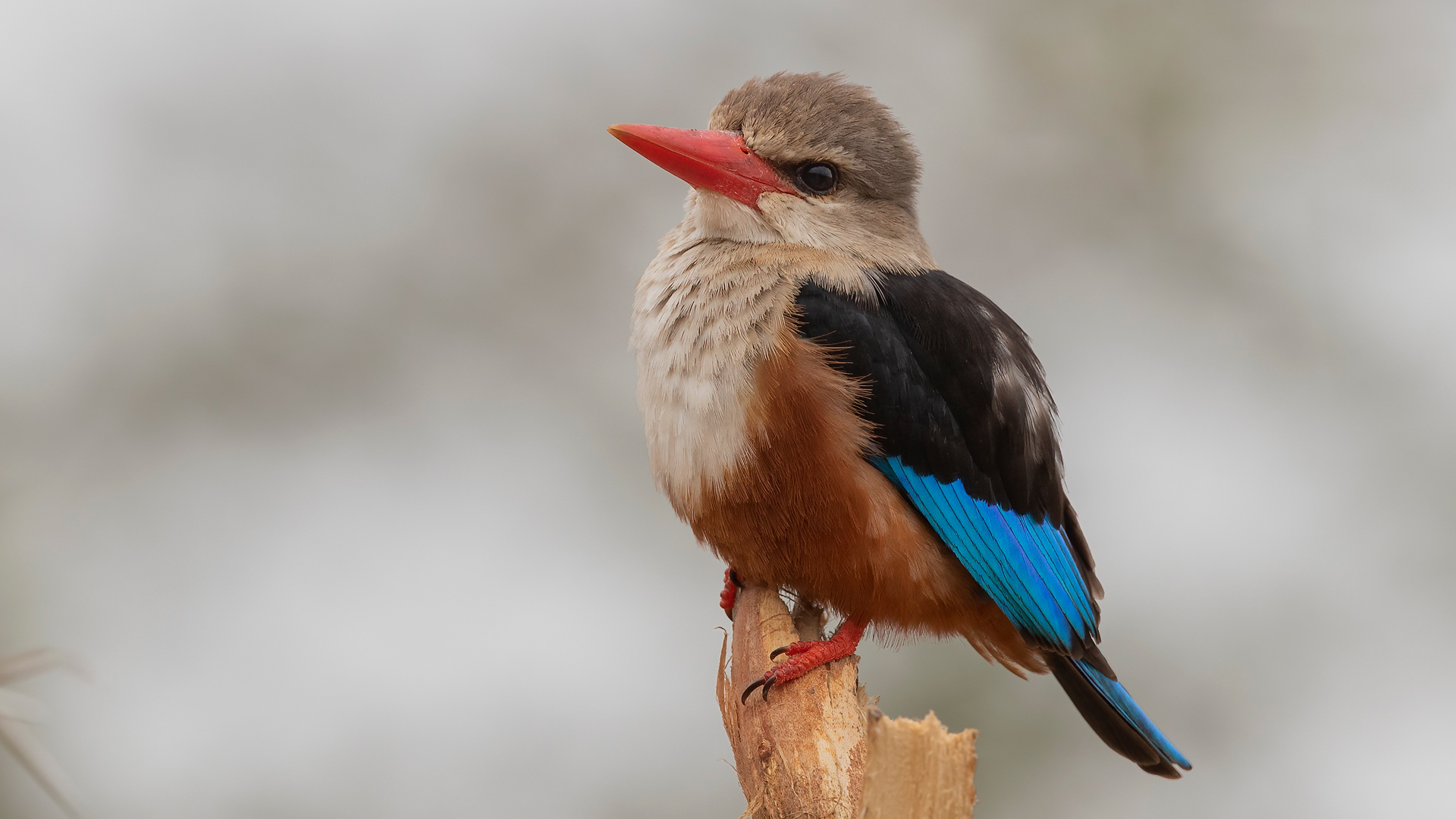 Gray-headed Kingfisher