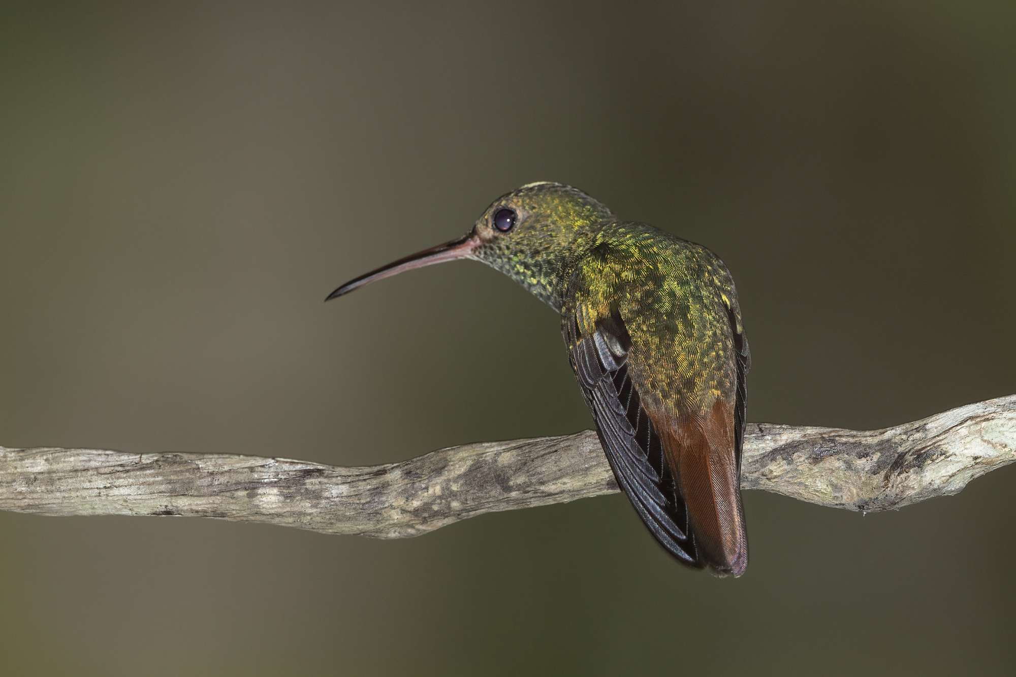 Acadian Flycatcher