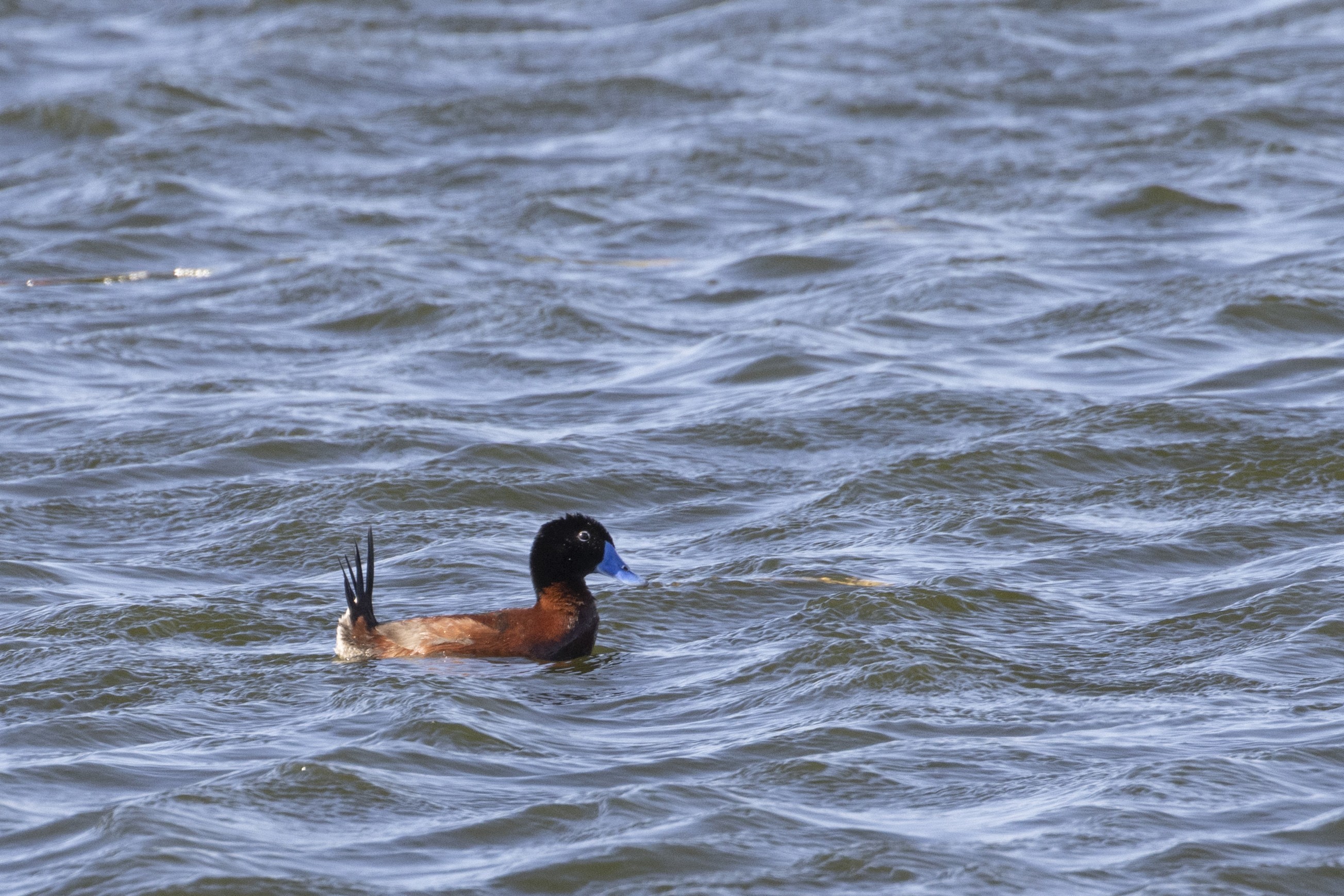 Maccoa Duck — Ana fotoğraf