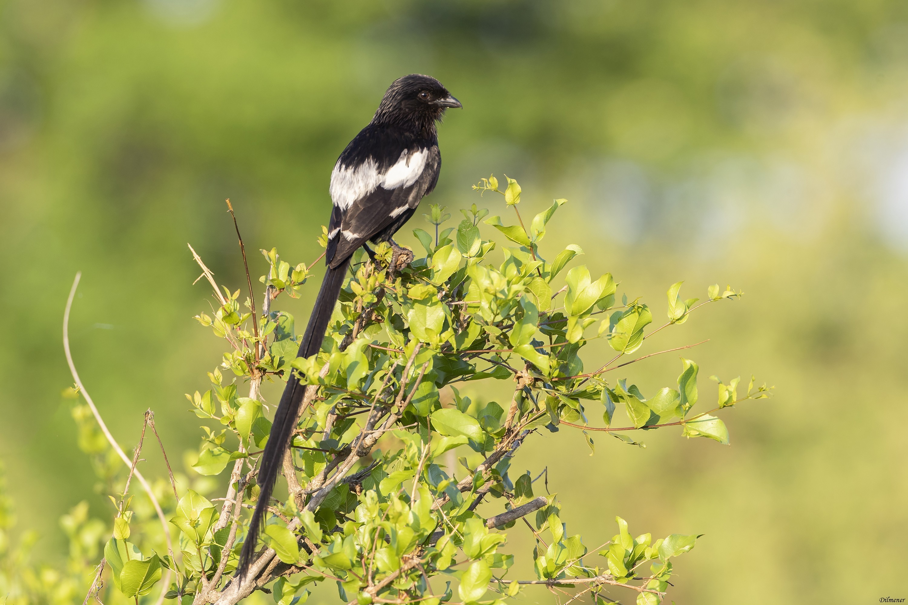 Magpie Shrike