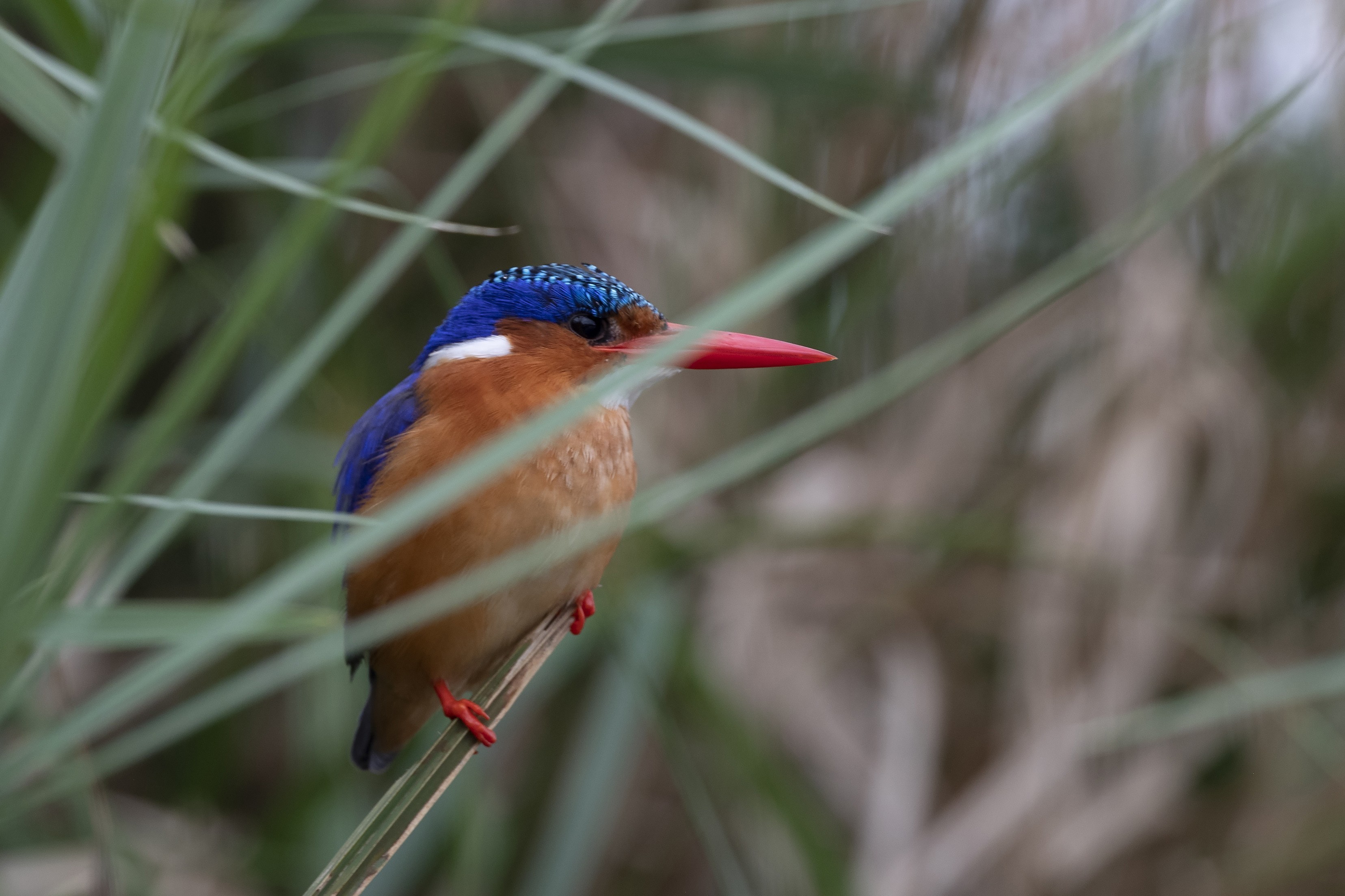 Malachite Kingfisher — Ana fotoğraf