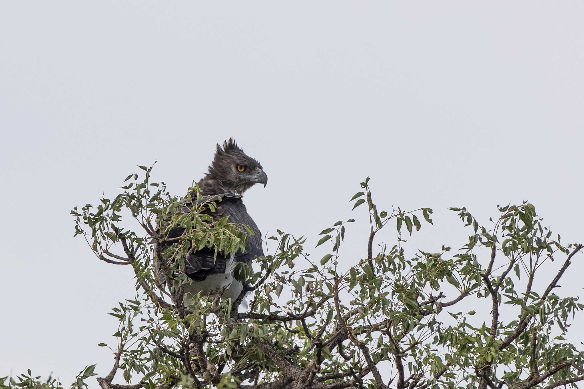 Martial Eagle — Ana fotoğraf