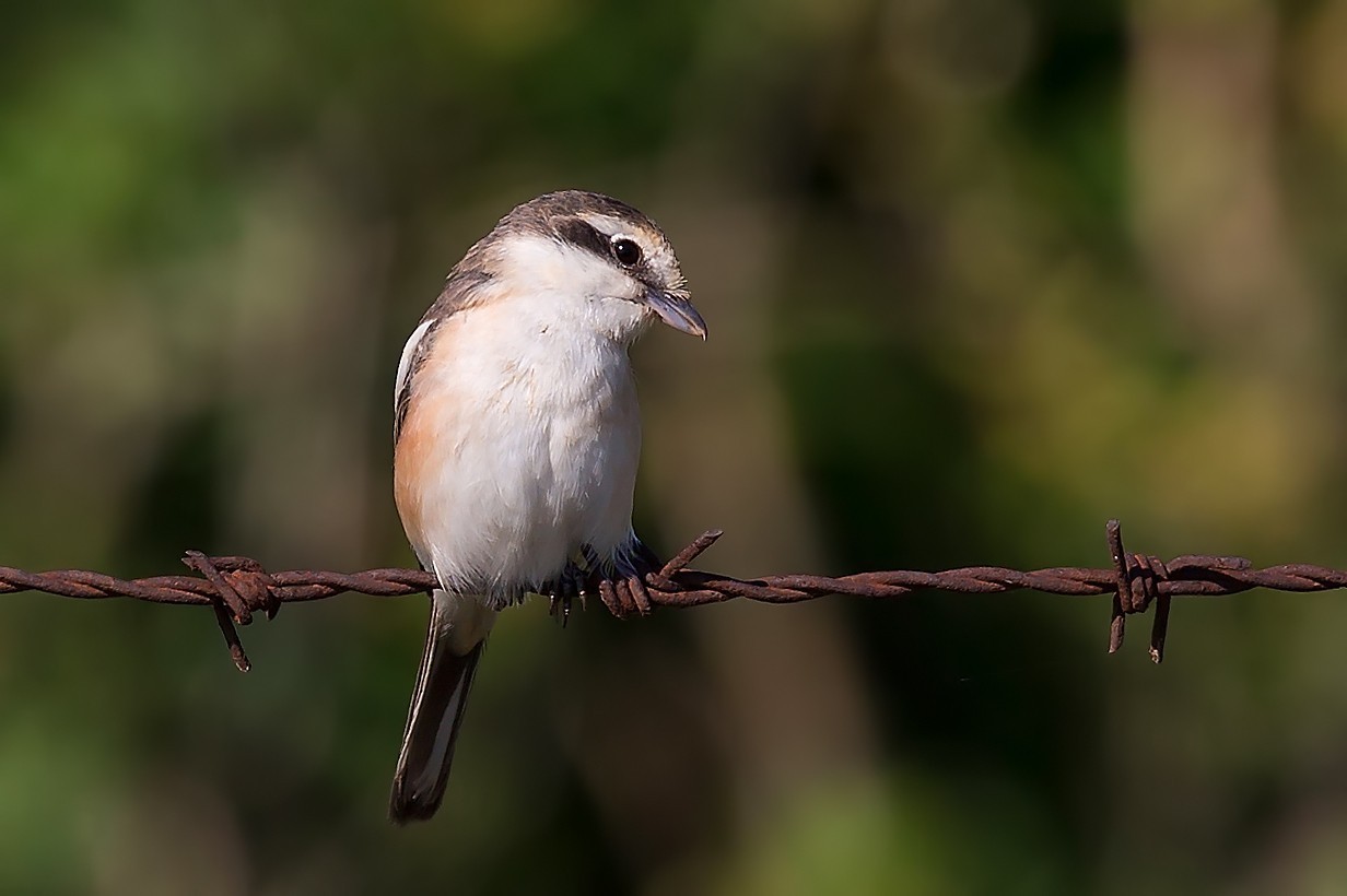 Masked Shrike