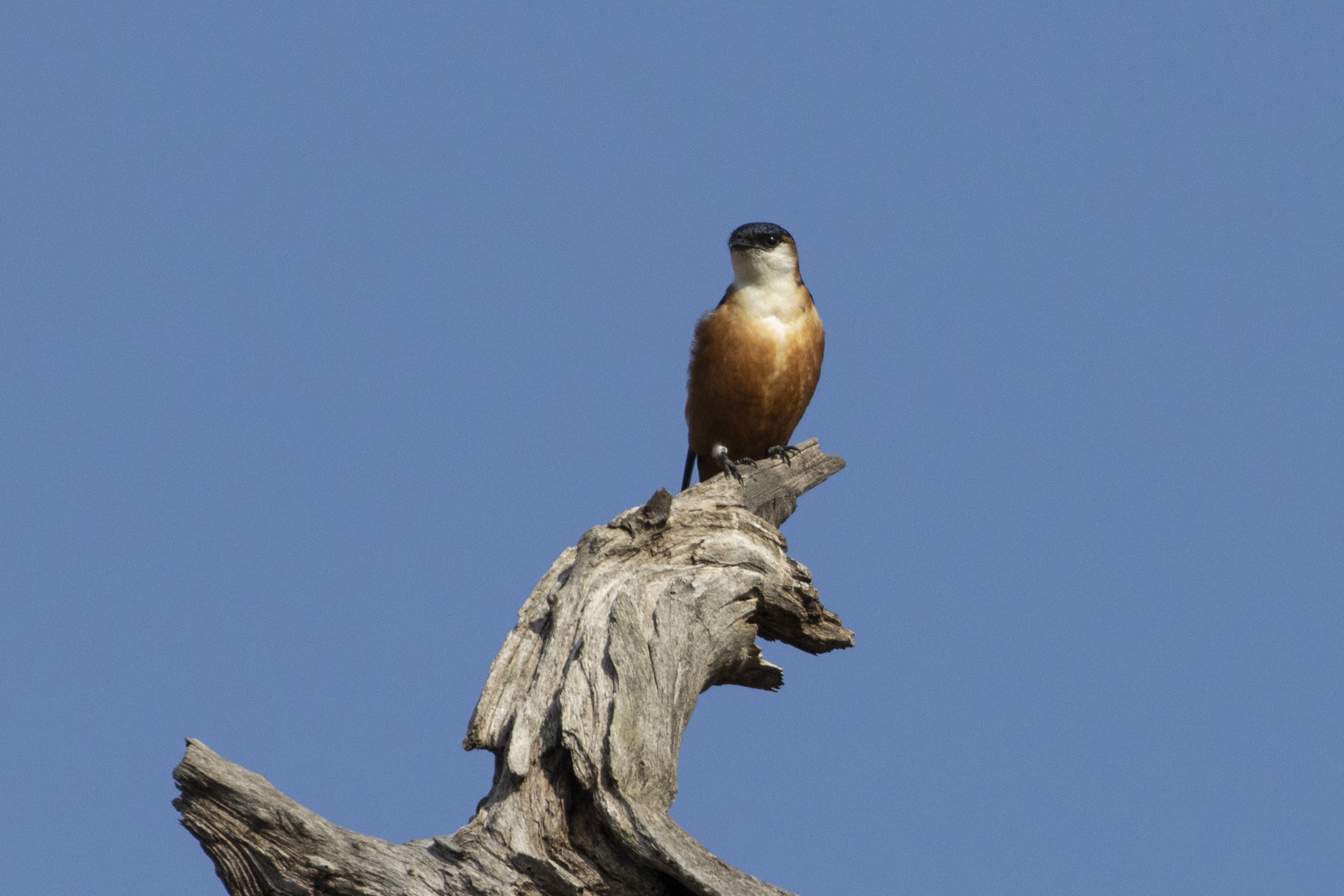 Mosque Swallow