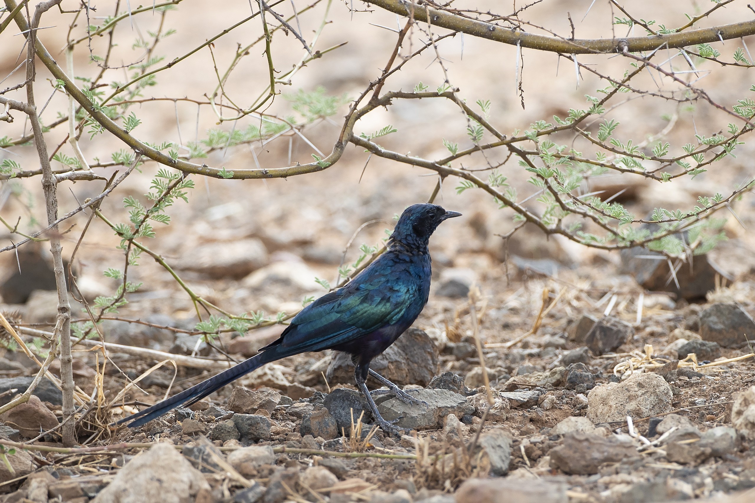 Meves's Long-tailed Starling