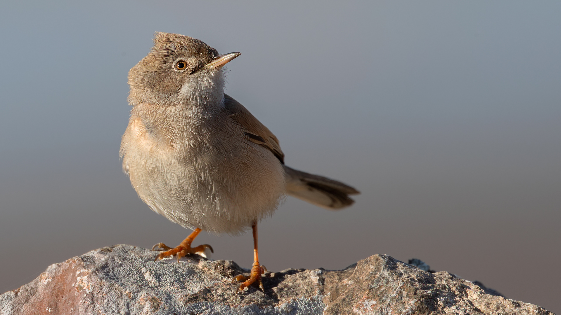 Spectacled Warbler