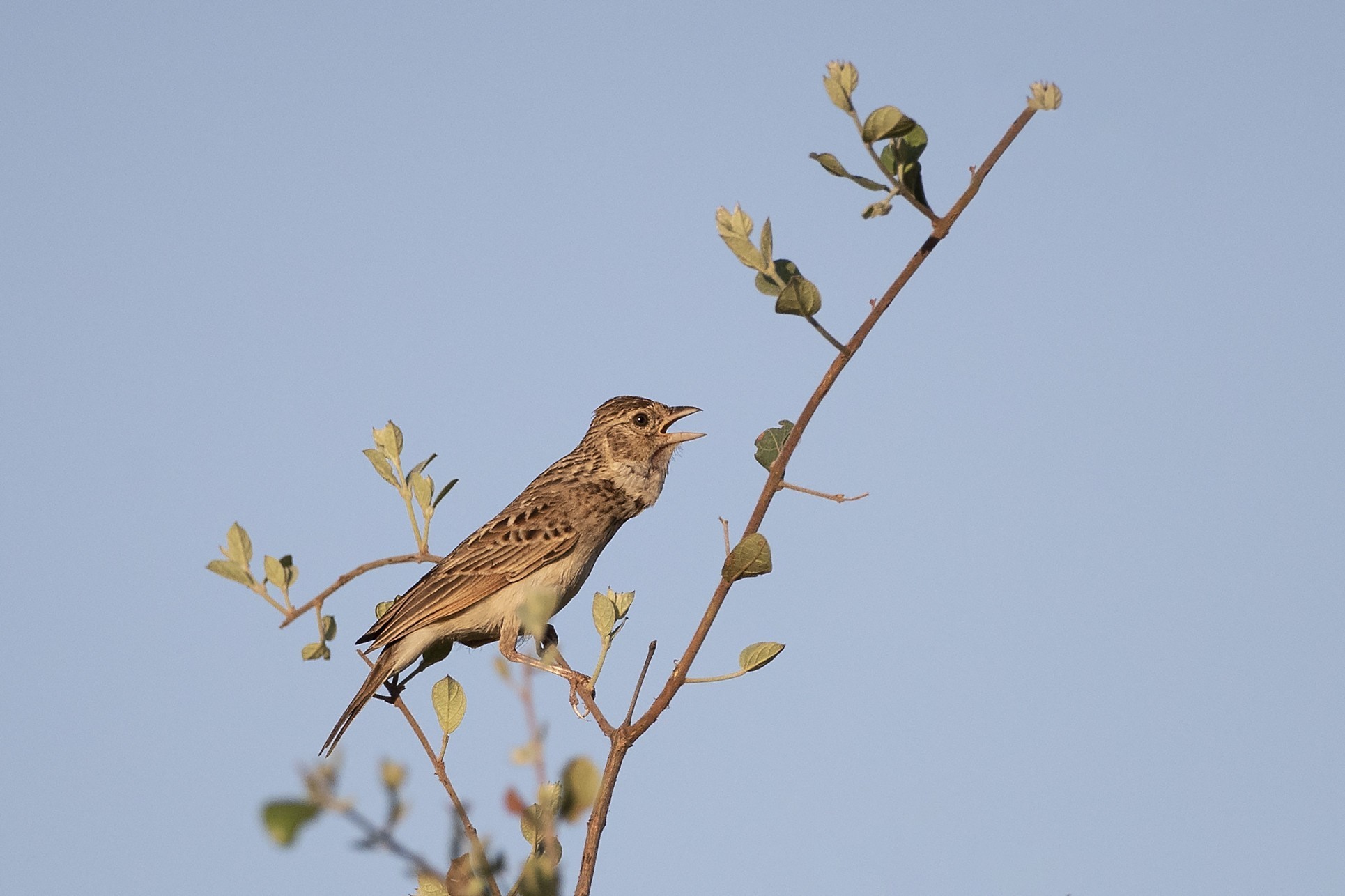Monotonous Lark