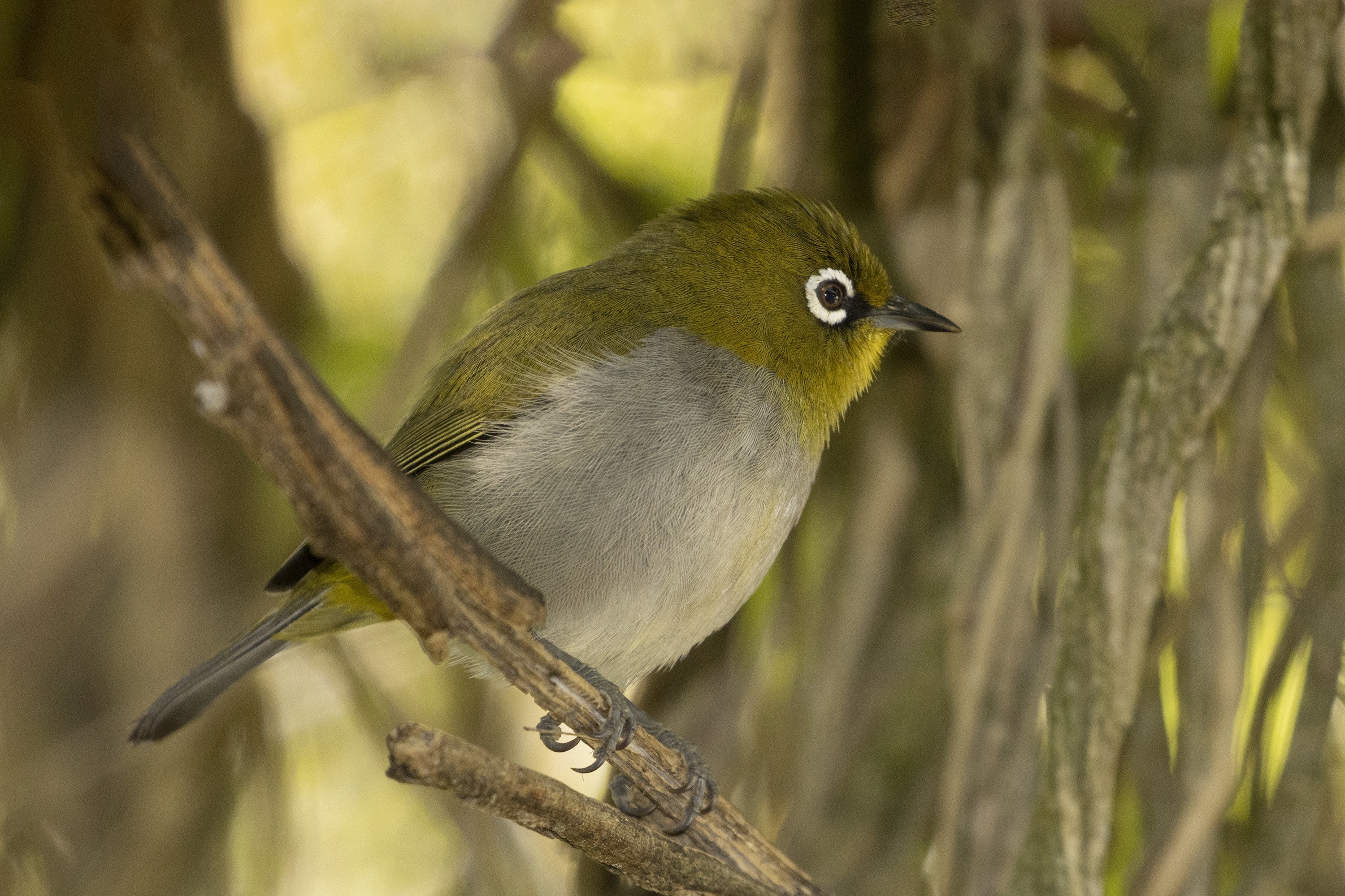 Cape White-eye