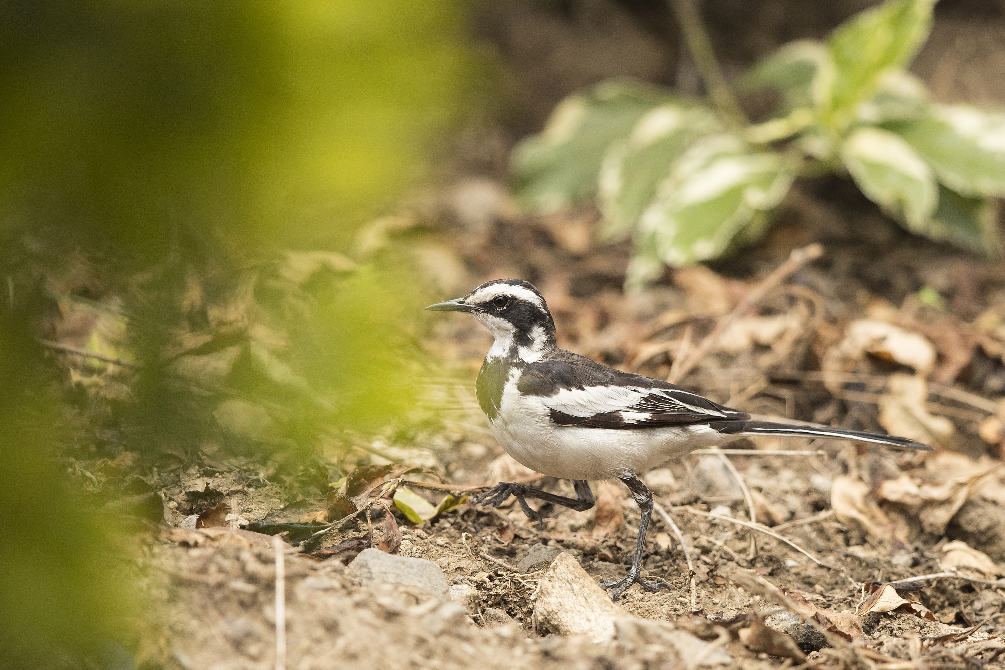 African Pied Wagtail