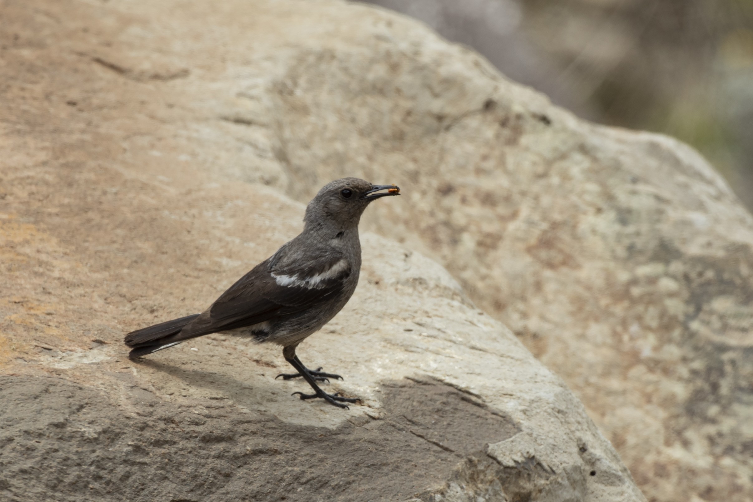 Mountain Wheatear — Ana fotoğraf