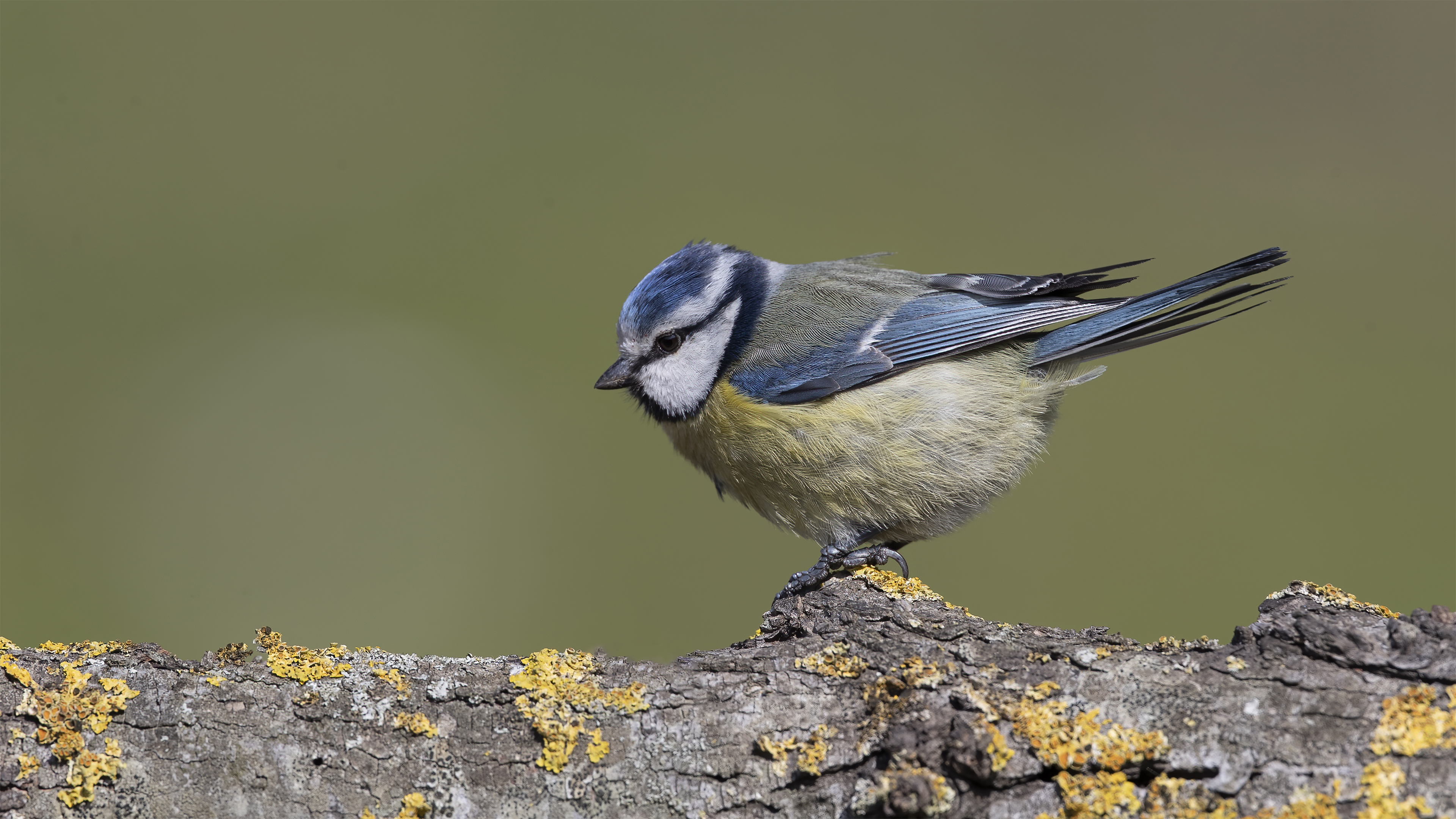 Eurasian Blue Tit